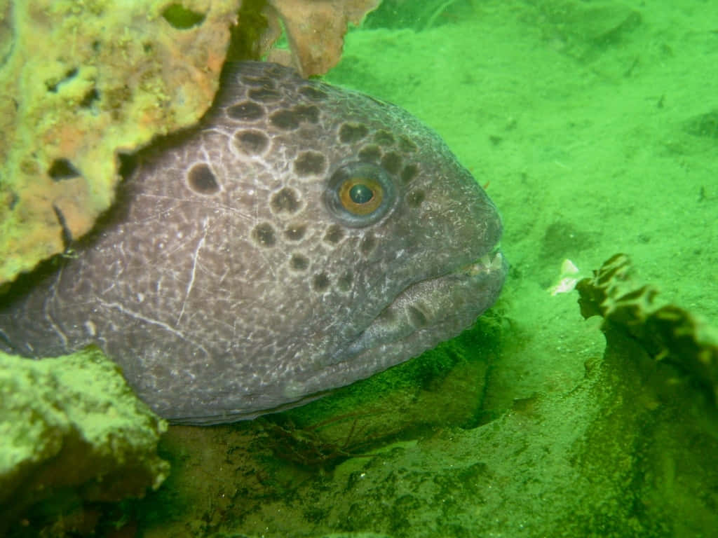 Wolf Eel, rocky crevice, coral, SD Desktop Wallpaper