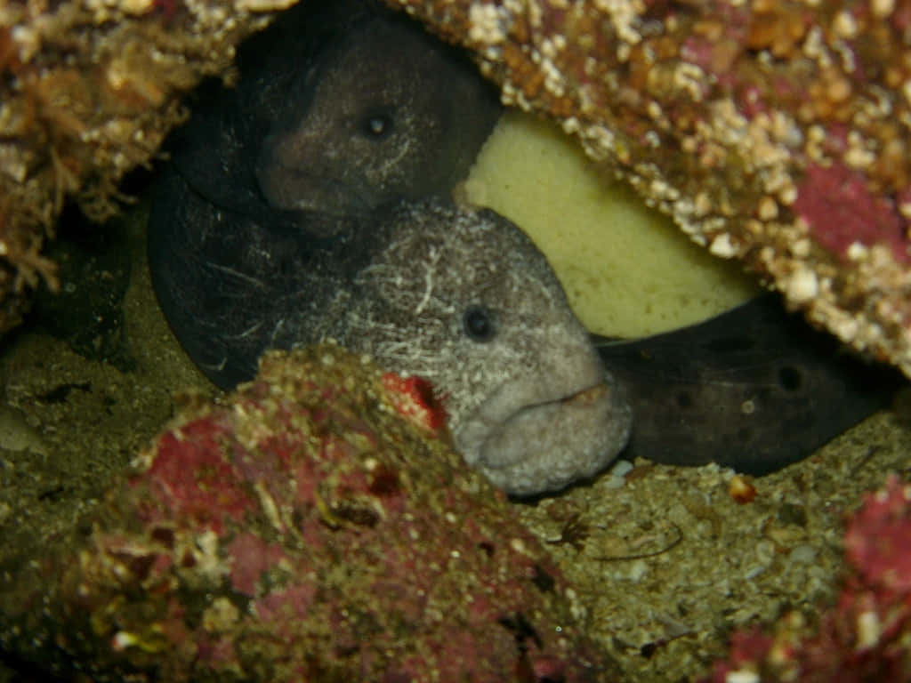 Wolf Eel, rocky crevice, textured coral, SD Desktop Wallpaper