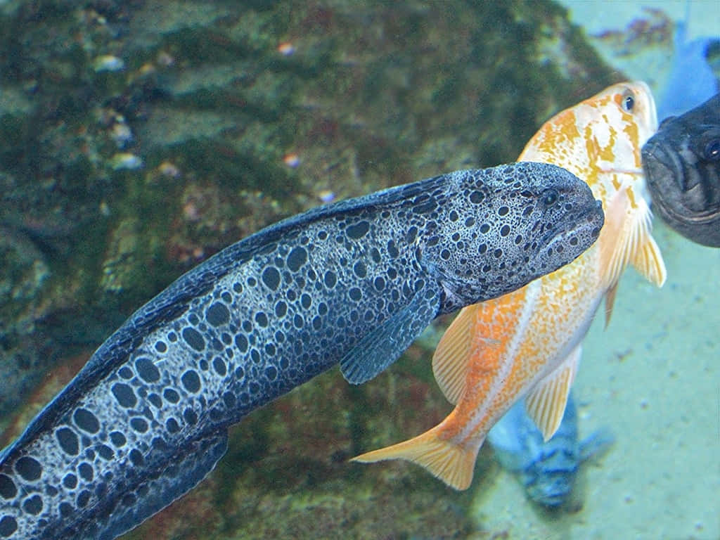 Wolf Eel, underwater, rocky underwater backdrop, SD Desktop Wallpaper