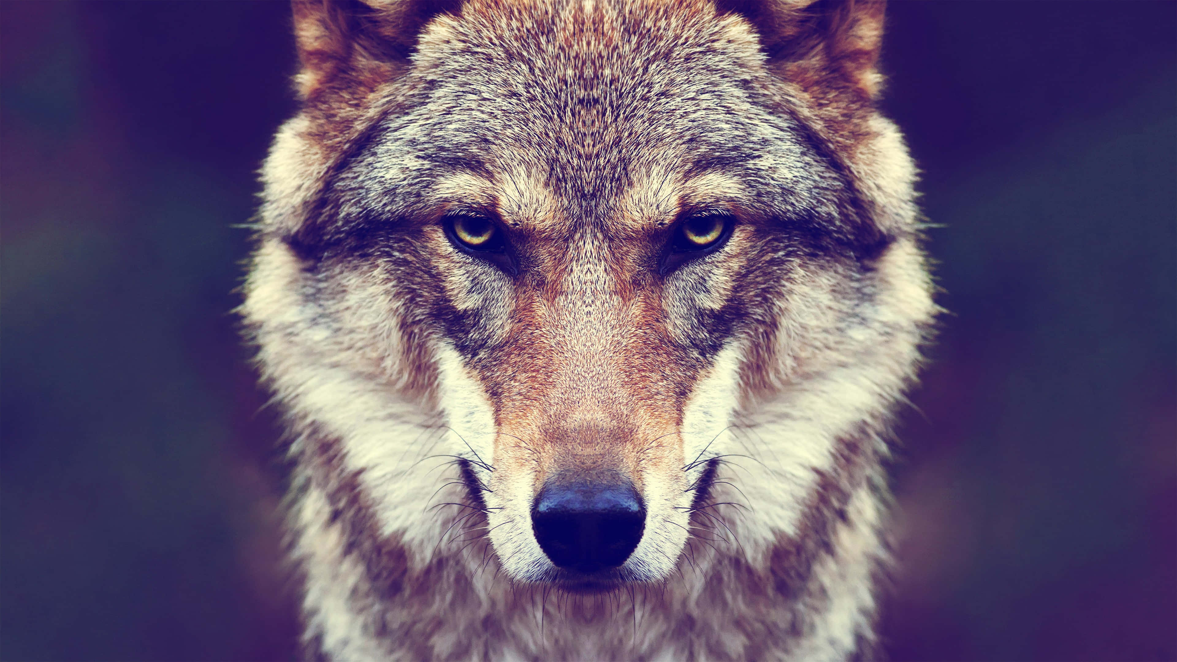 intense wolf gaze, golden eyes, detailed fur, 4K Desktop Wallpaper