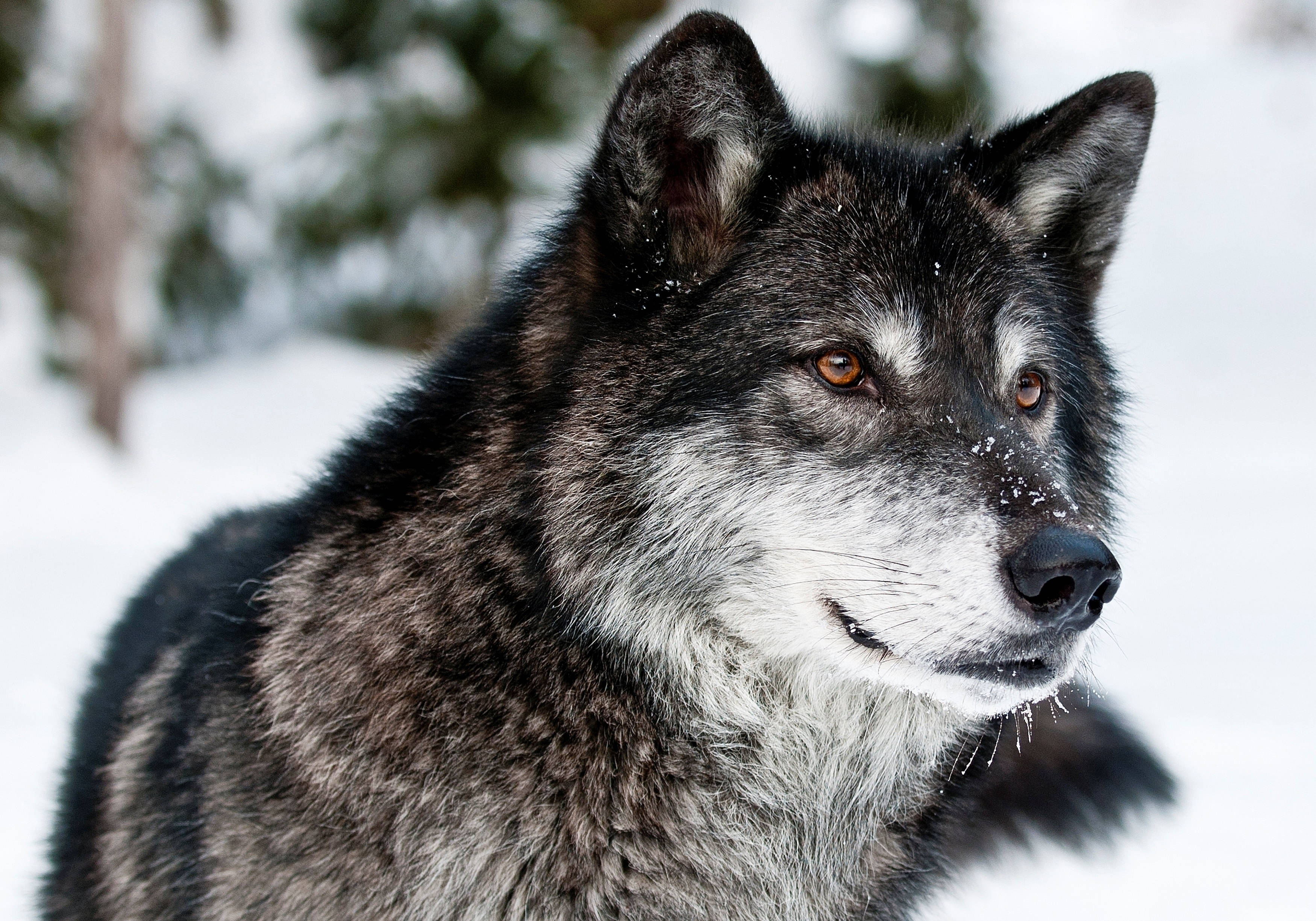 wolf eyes, muzzle, gray wolf, 2K Desktop Wallpaper