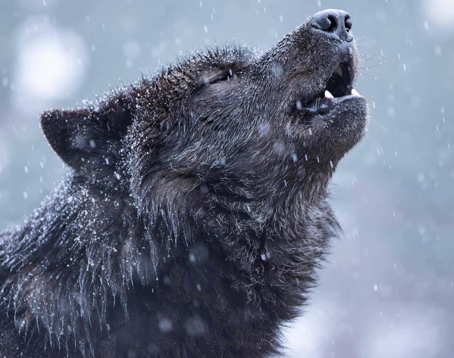 Wolf Aesthetic, black wolf, snowy winter scene, HD Desktop Wallpaper