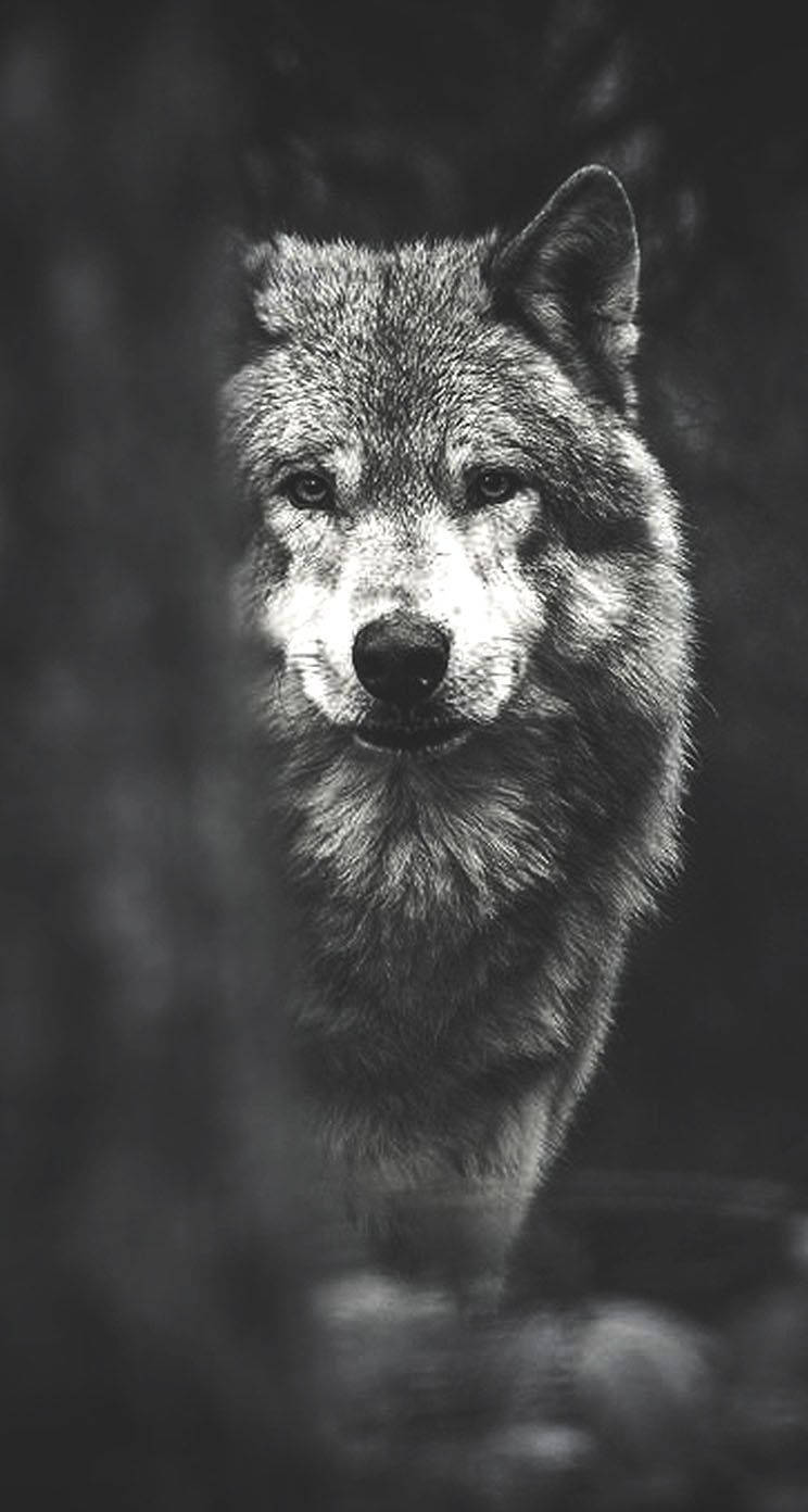 black and white wolf, wolf, forest, HD Phone Wallpaper