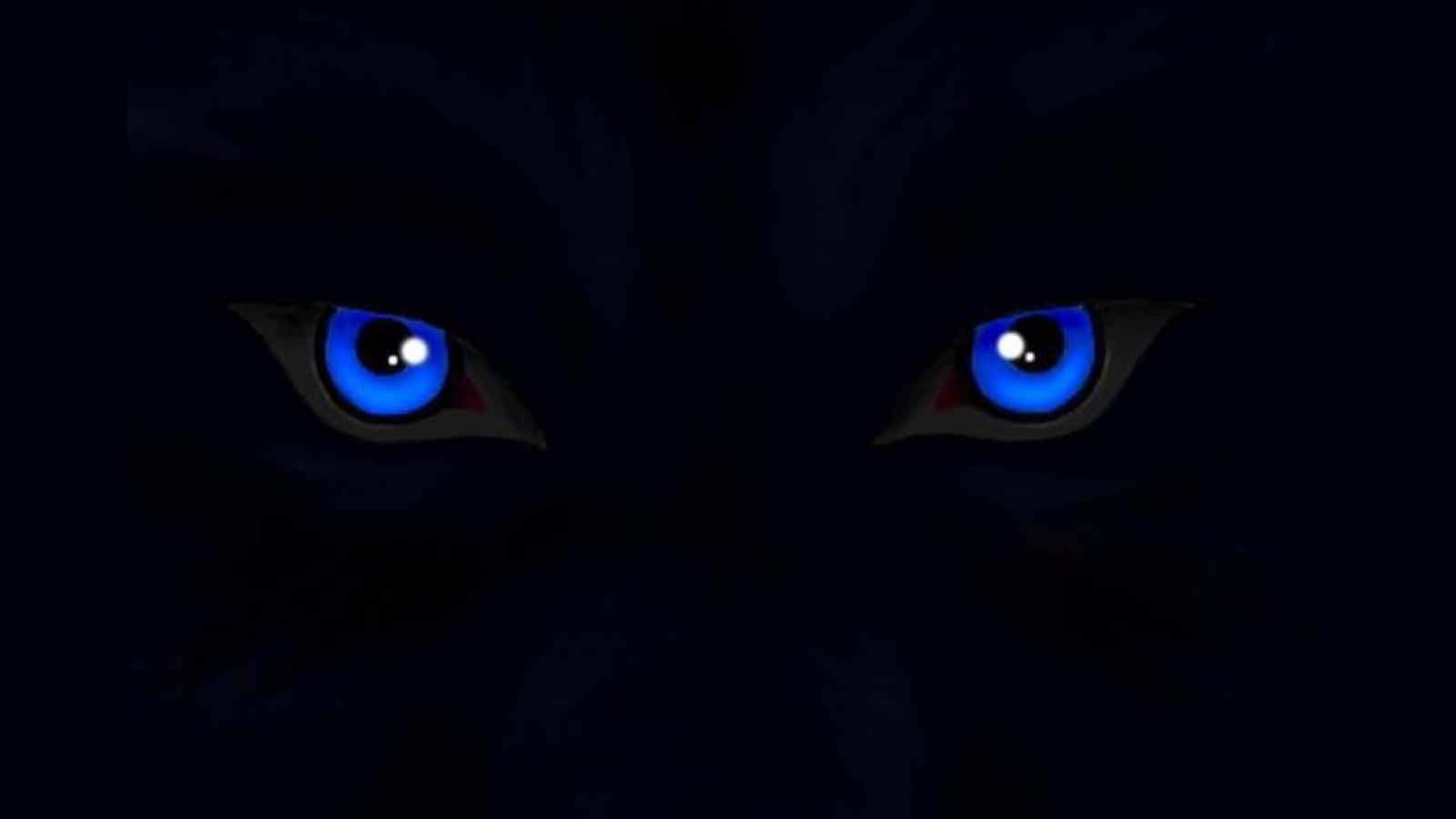 Wolf Eyes, glowing blue eyes, dark feline, HD Desktop Wallpaper