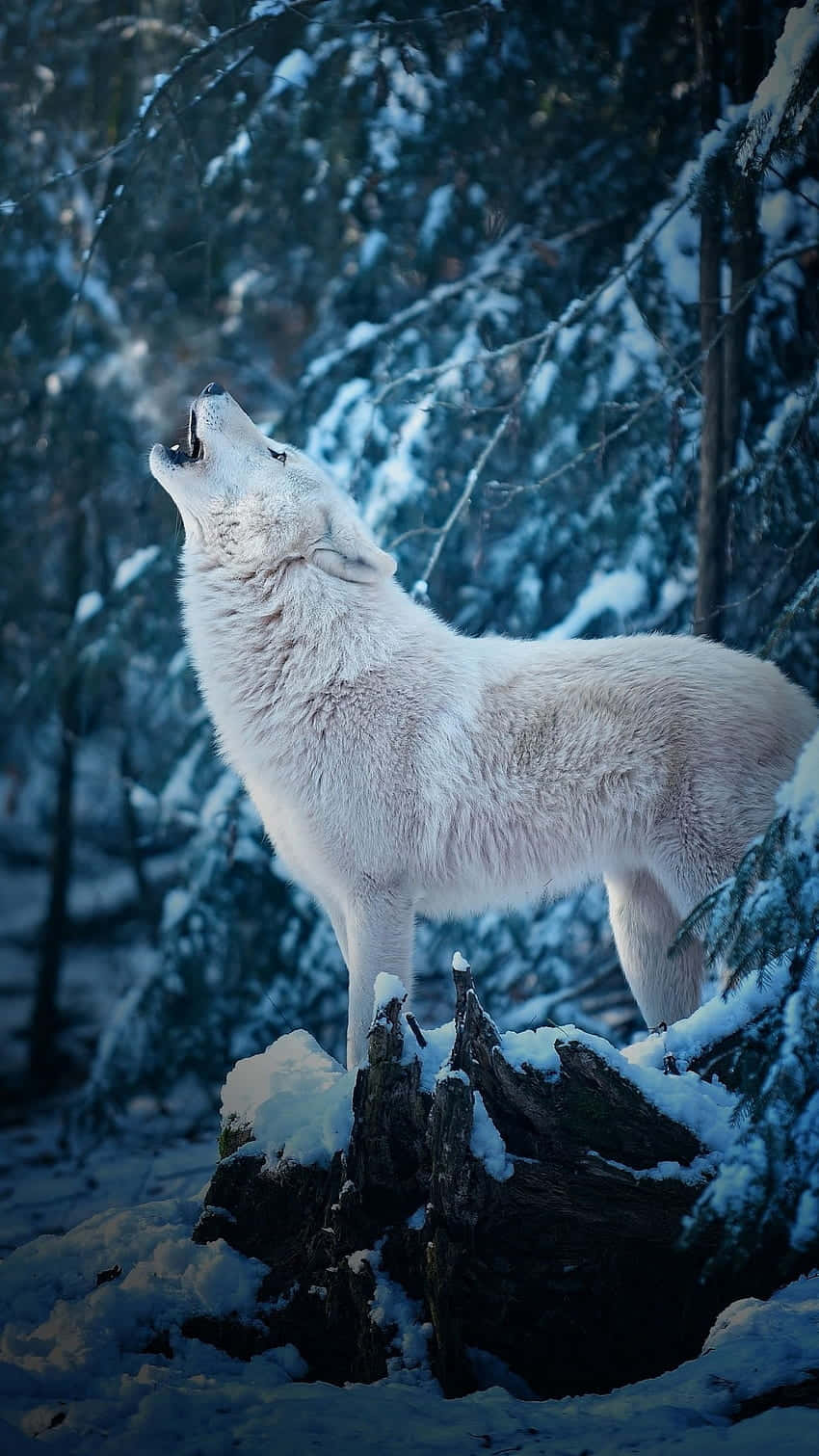 white wolf, snowy forest, cool blue twilight, HD Phone Wallpaper