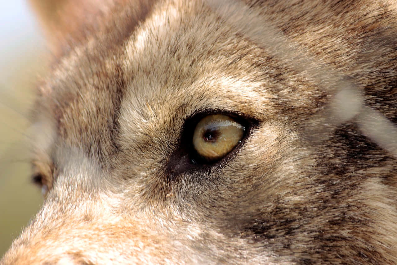Wolf Eyes, amber eye, brown fur, HD Desktop Wallpaper