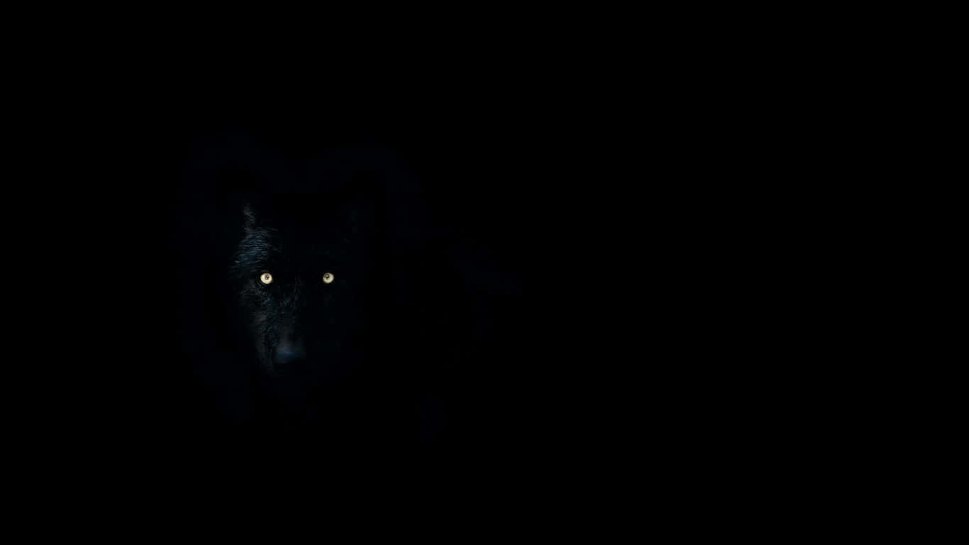 Wolf Eyes, black wolf, glowing eyes, HD Desktop Wallpaper