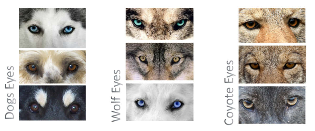 Wolf Eyes, dog, wolf, SD Desktop Wallpaper