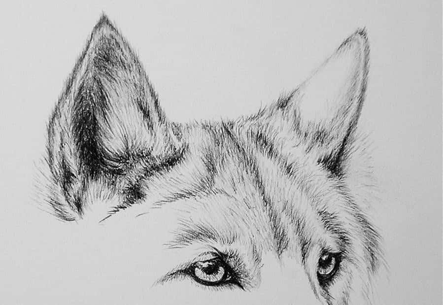 wolf eyes, pencil sketch, intense gaze, SD Desktop Wallpaper