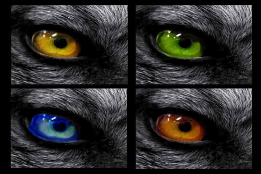 Wolf Eyes, 900 x 600, digital-art eyes, SD Desktop Wallpaper