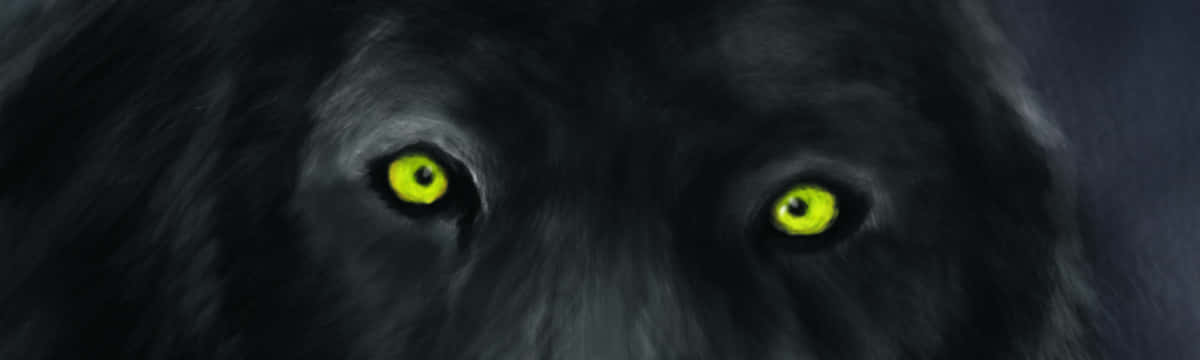 Wolf Eyes, black wolf, glowing yellow eyes, SD Desktop Wallpaper