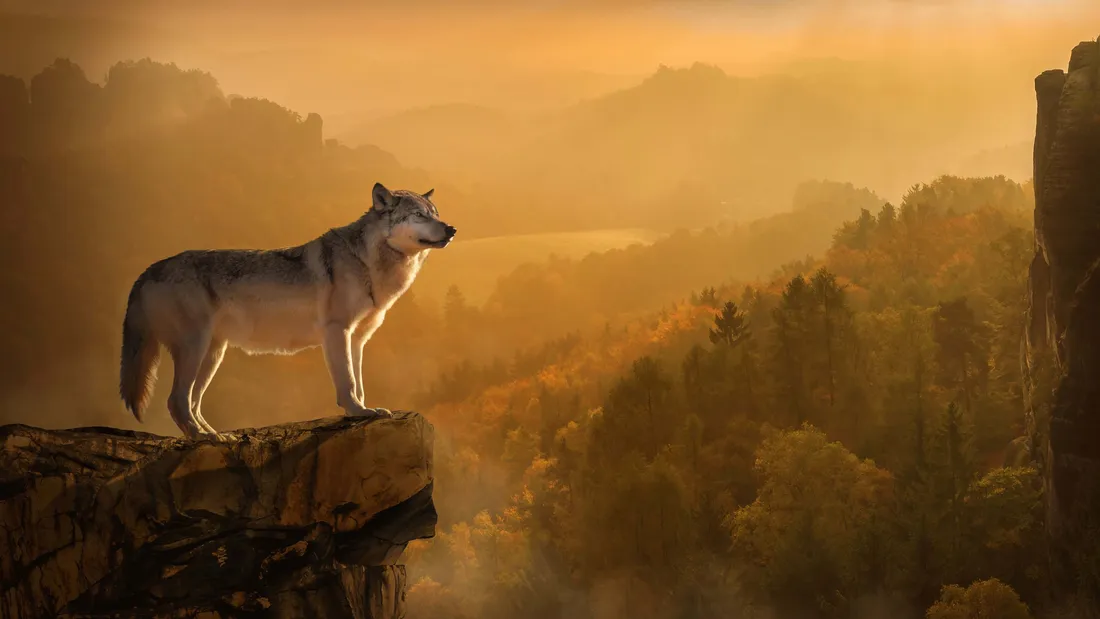 Wolf In Autumn