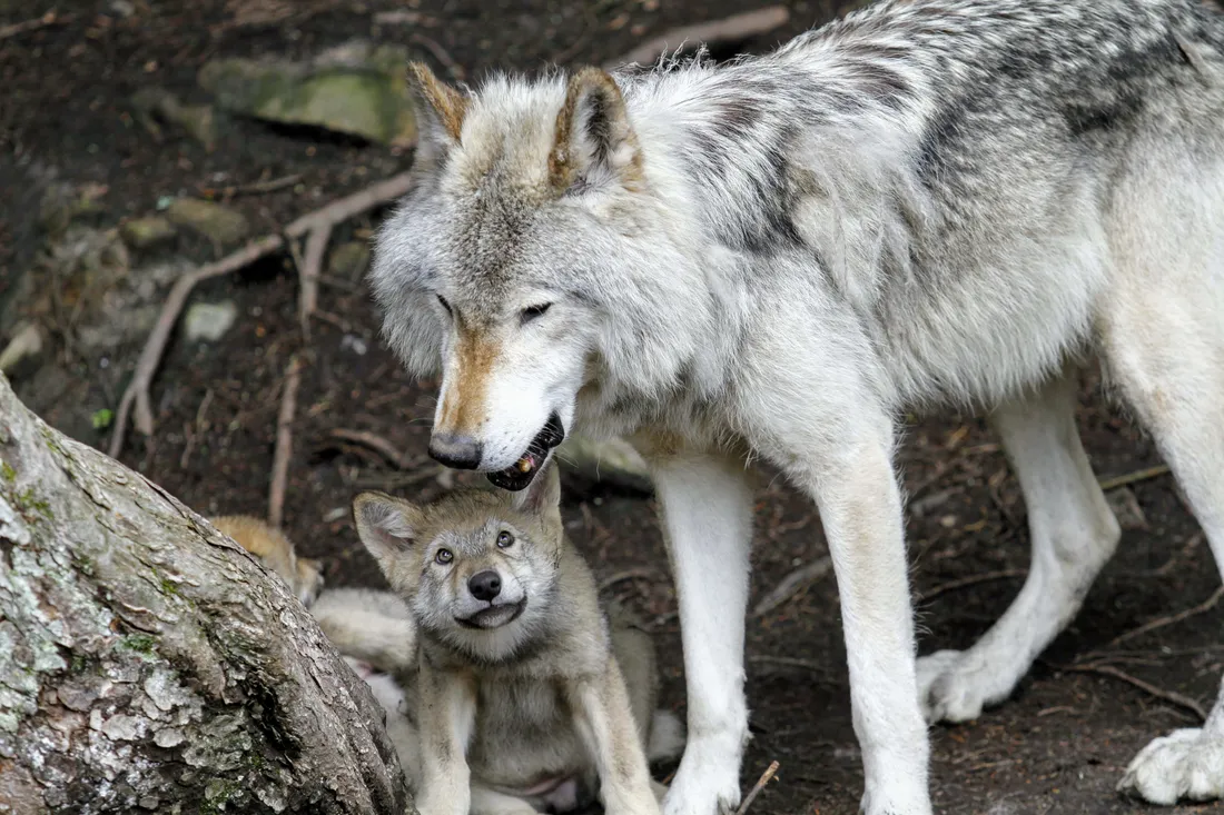 Wolf In Forest