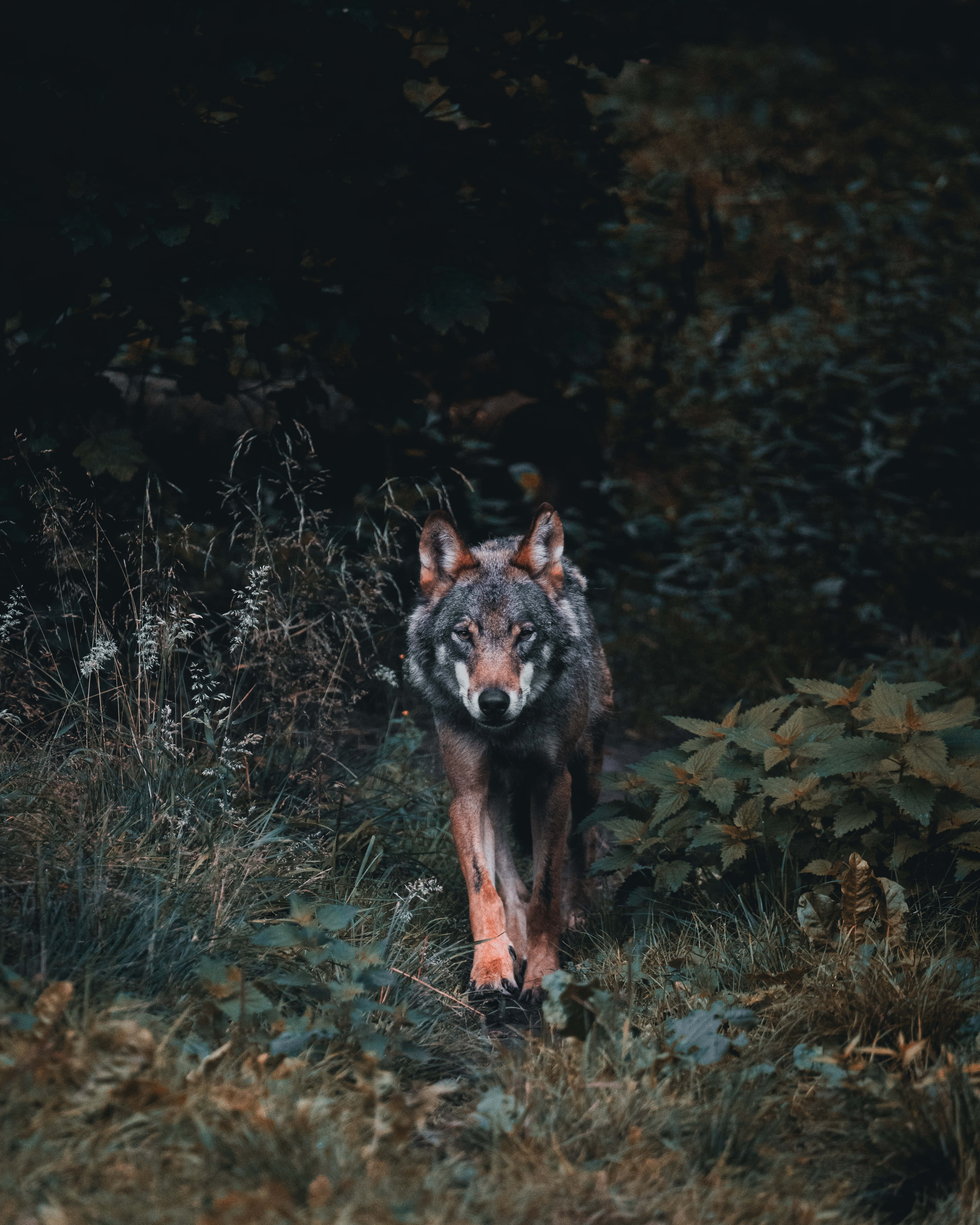wolf, woods, forest, 4K Phone Wallpaper