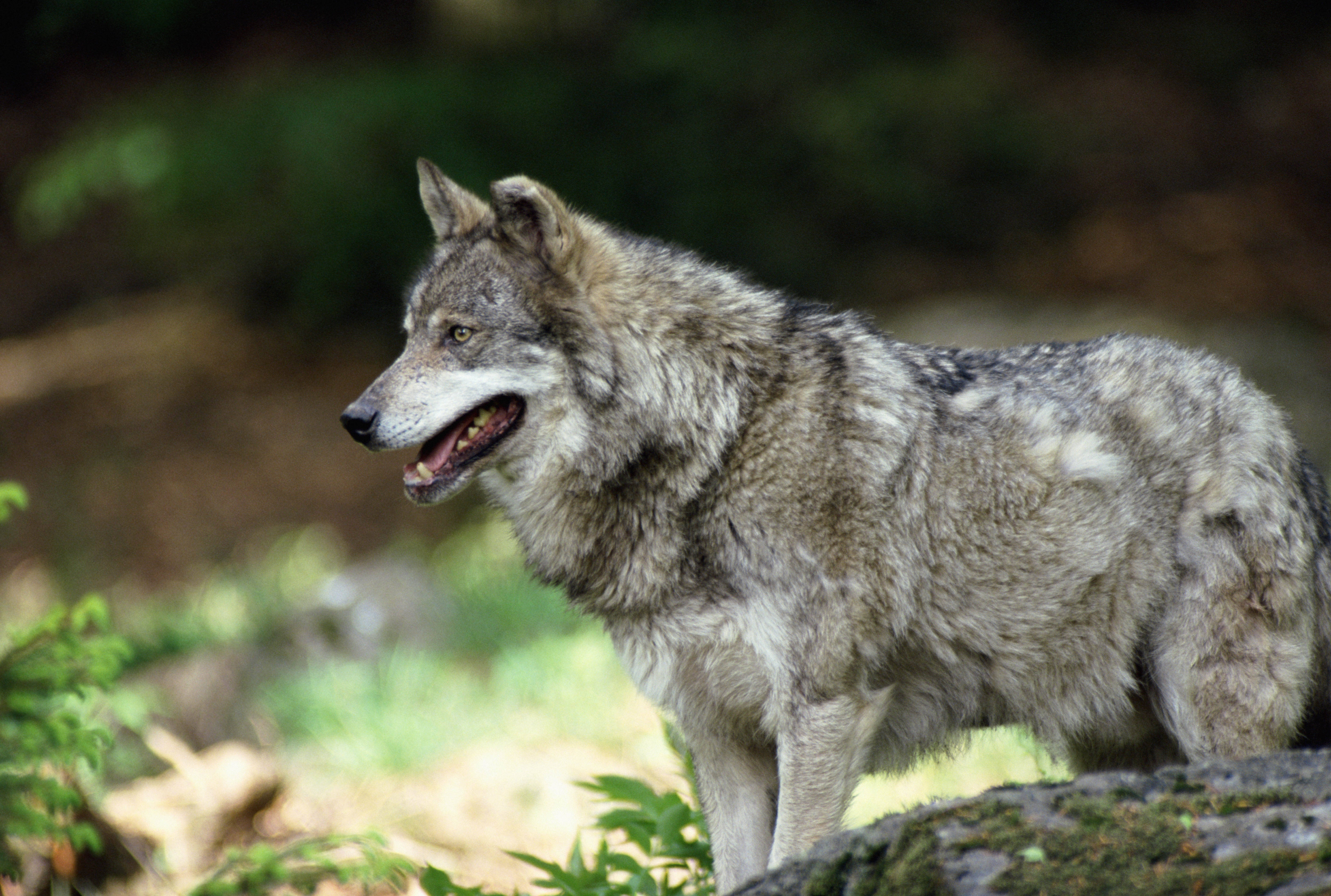 gray wolf, forest, mossy log, 4K Desktop Wallpaper
