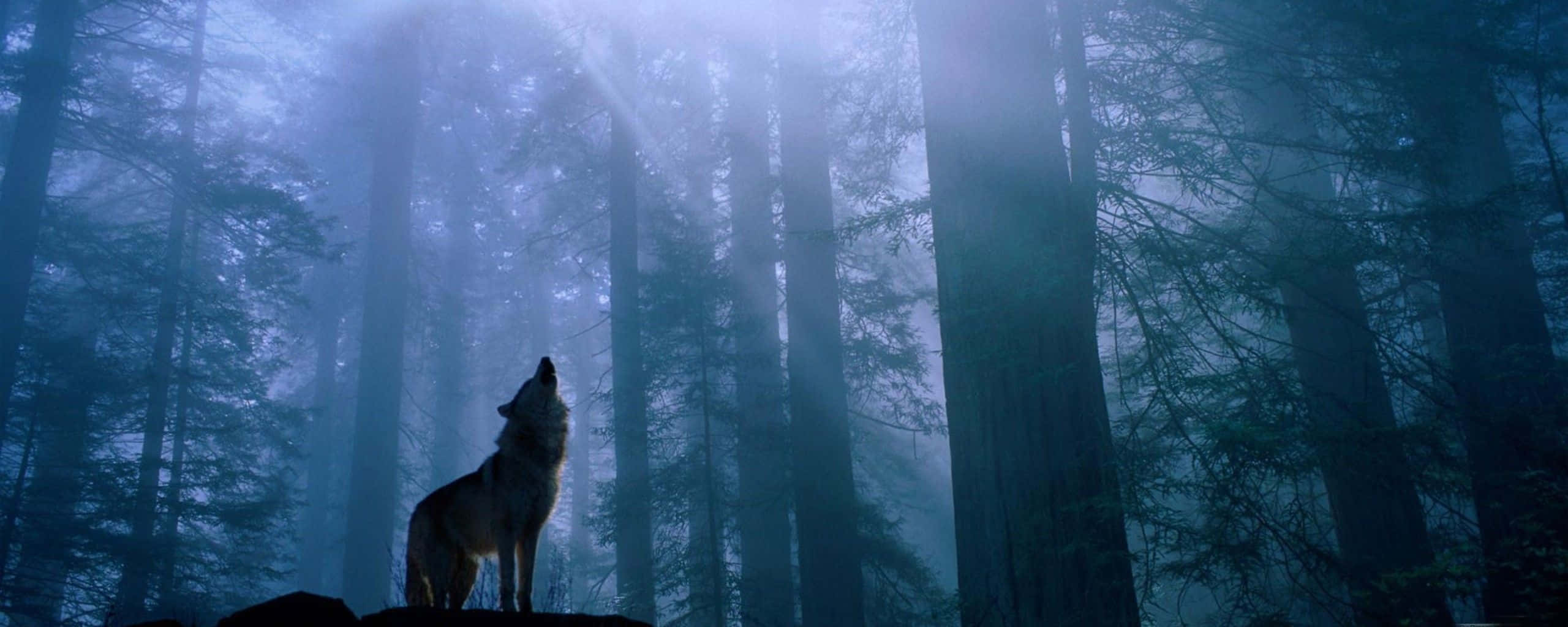 wolf, forest, misty forest, 2K Desktop Wallpaper