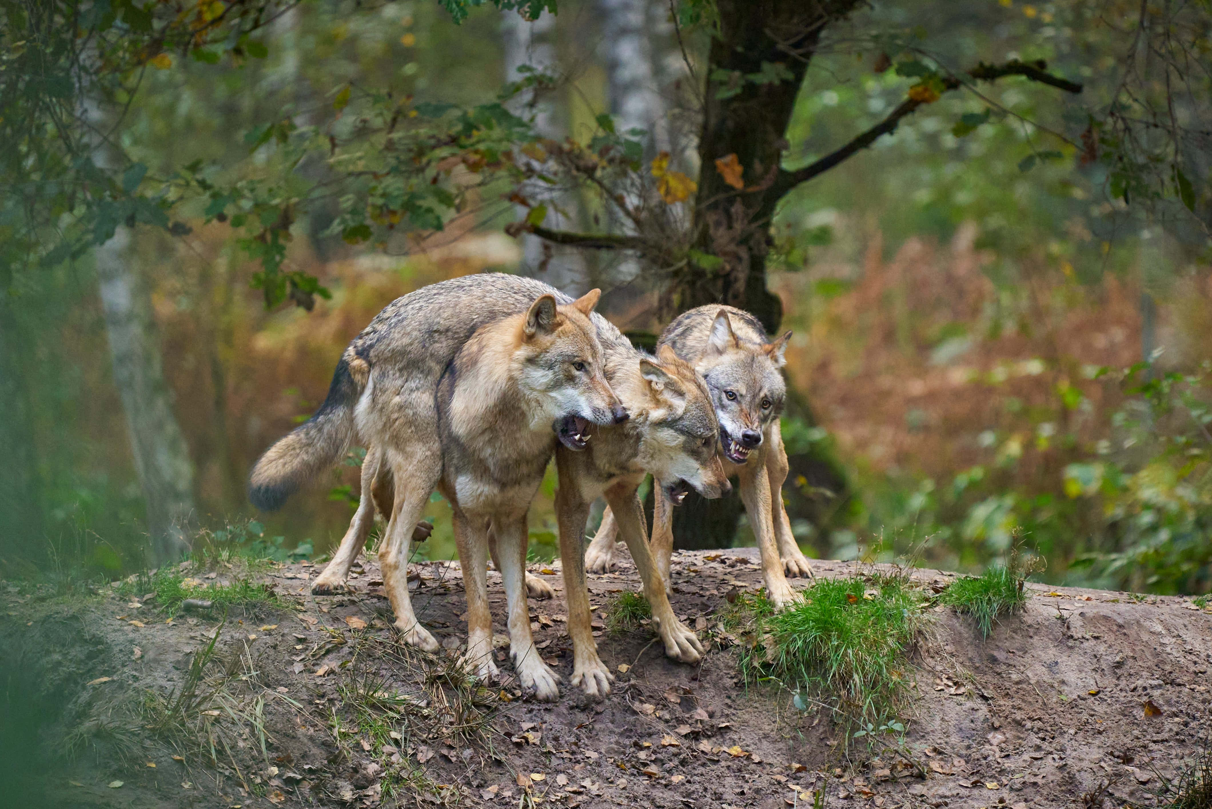 wolf, forest, autumn foliage, 4K Desktop Wallpaper