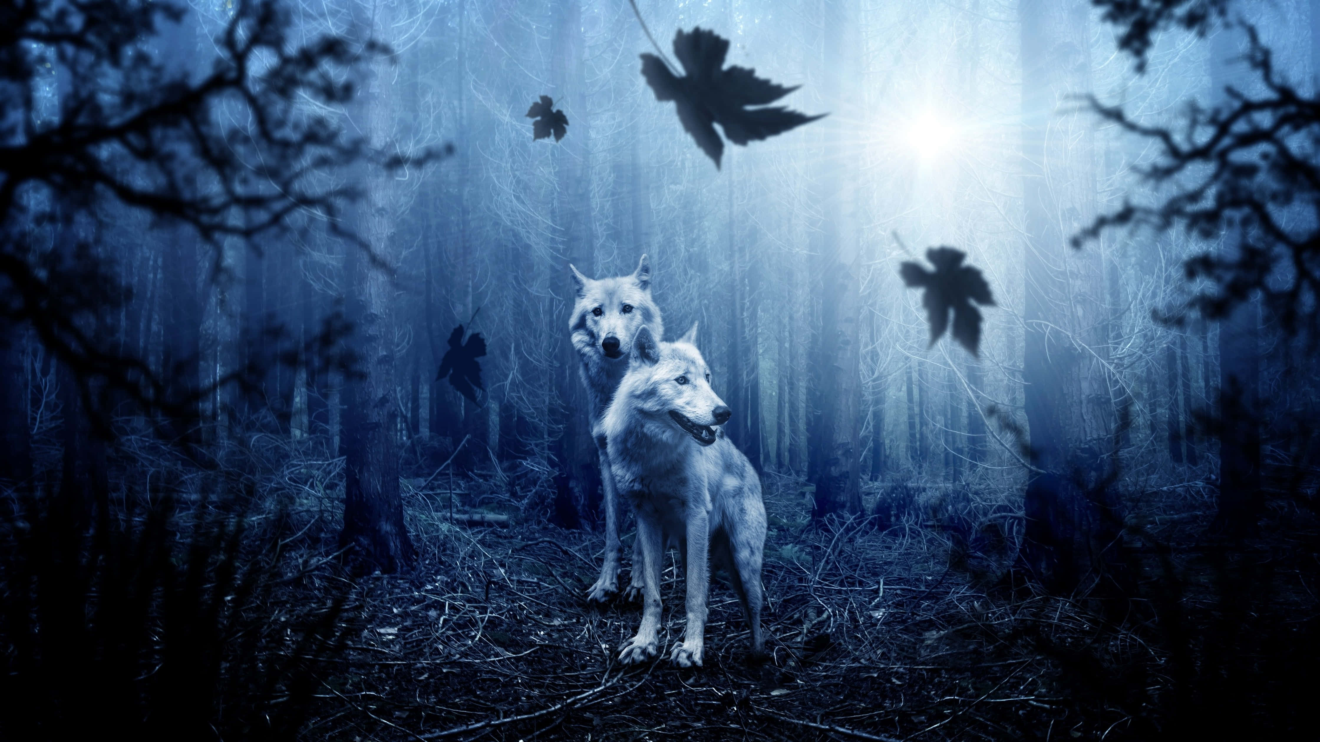 wolf in forest, white wolves, misty blue forest, 4K Desktop Wallpaper