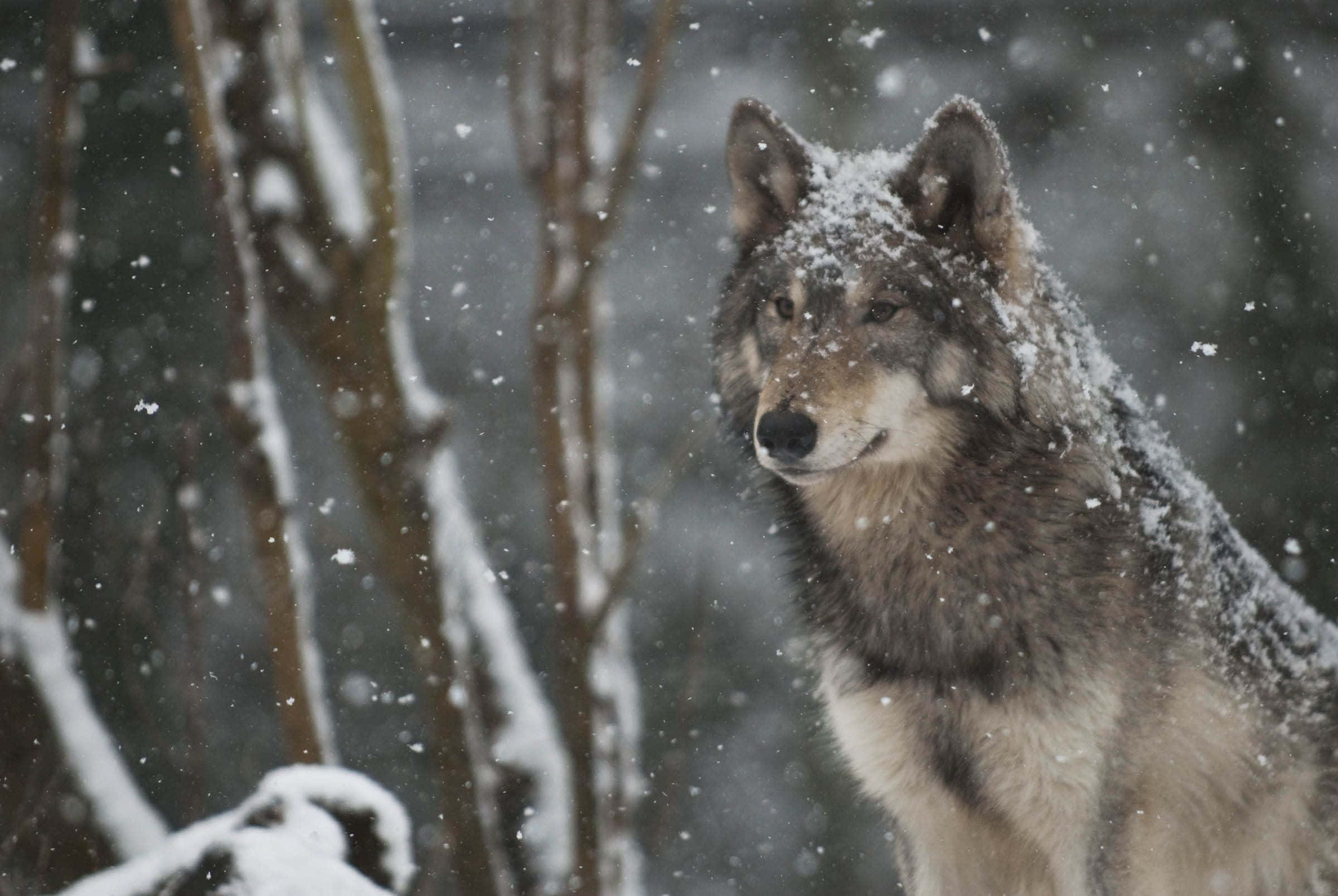 wolf, snowy forest, snow-dusted fur, Full HD Desktop Wallpaper
