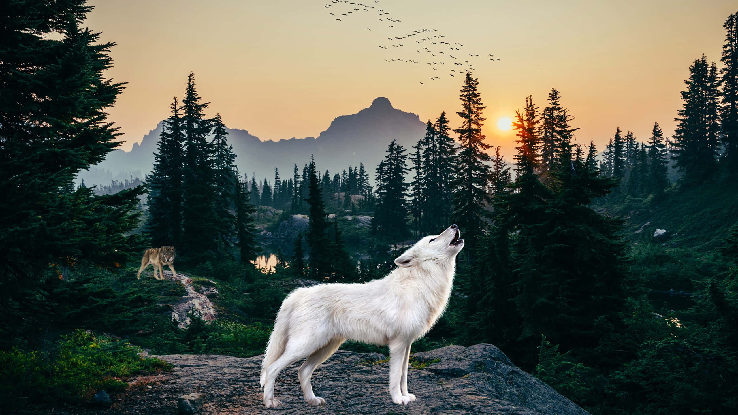 wolf in forest, white wolf, rocky outcrop, 2K Desktop Wallpaper