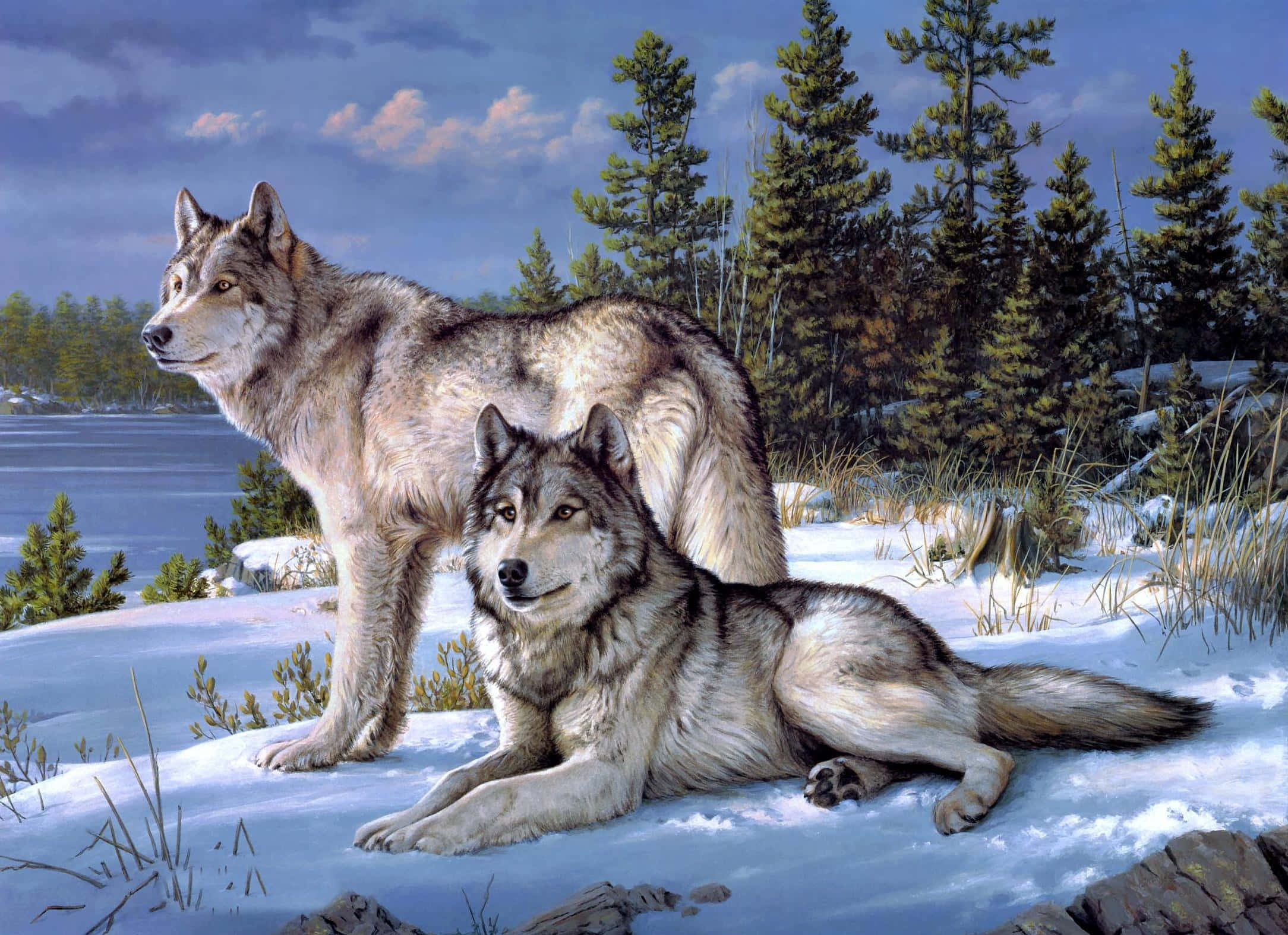 gray wolf, snowy forest, frozen lake, Full HD Desktop Wallpaper