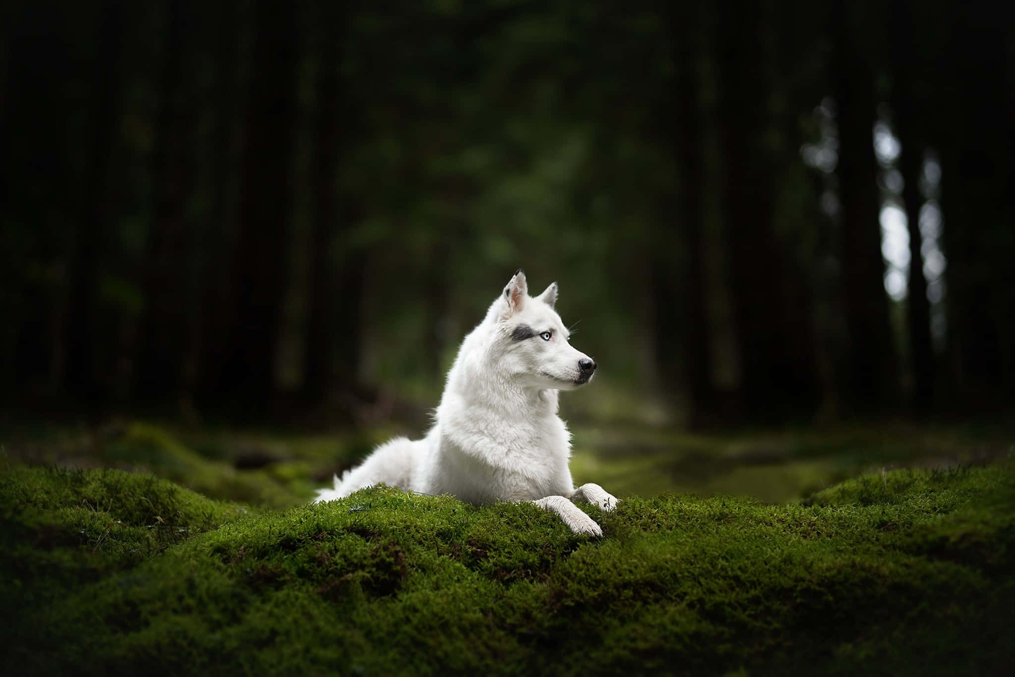 wolf, forest, white husky, Full HD Desktop Wallpaper