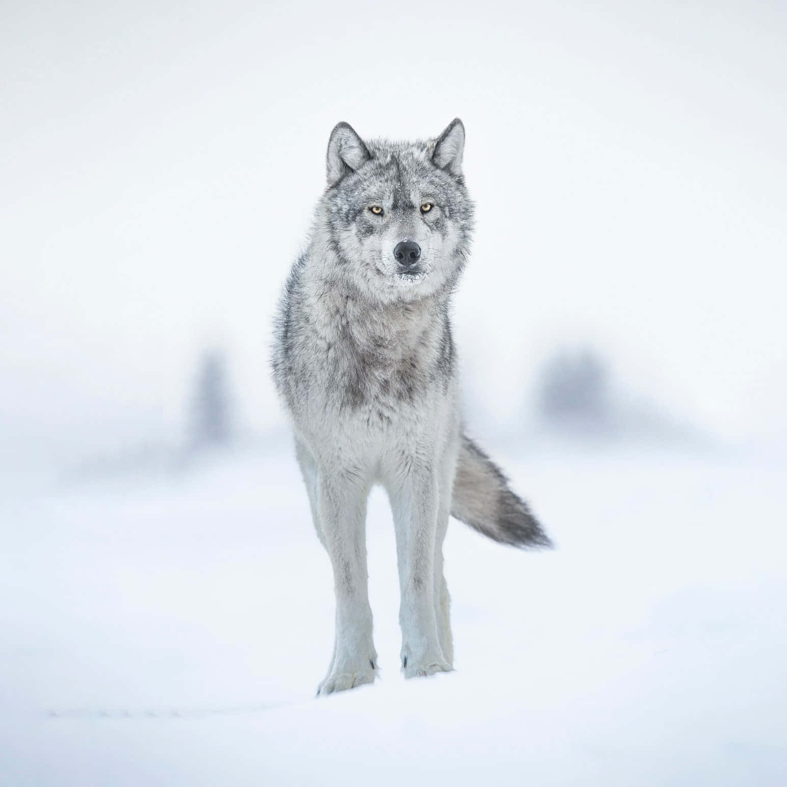 gray wolf, snowy winter landscape, soft blurred trees, HD Desktop Wallpaper