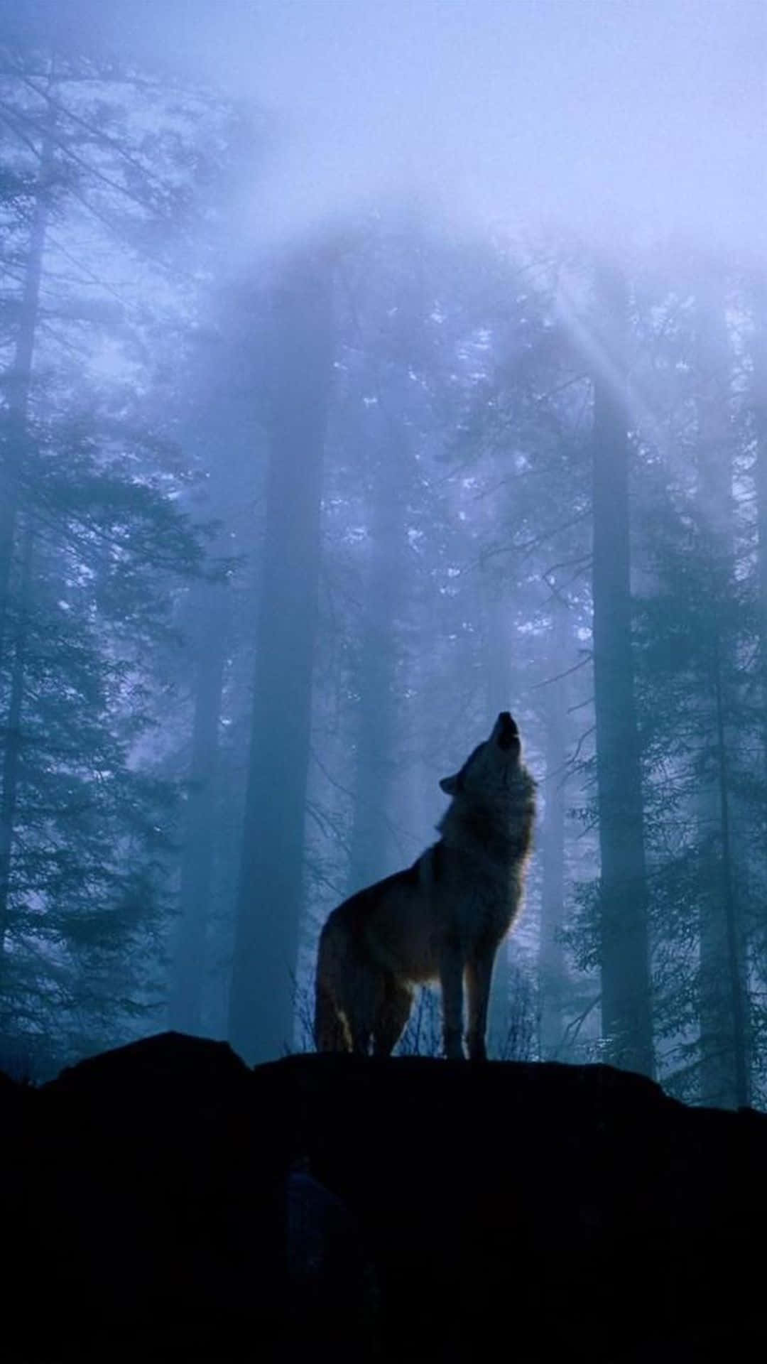 Wolf In Forest, misty blue forest, ethereal light beams, Full HD Phone Wallpaper