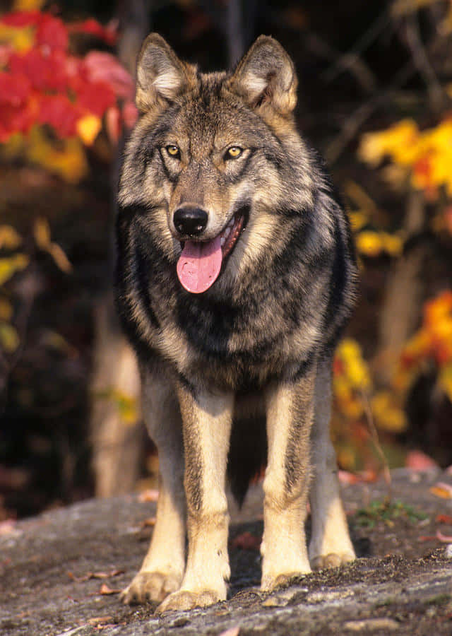 wolf, autumn, rocky outcrop, SD Phone Wallpaper