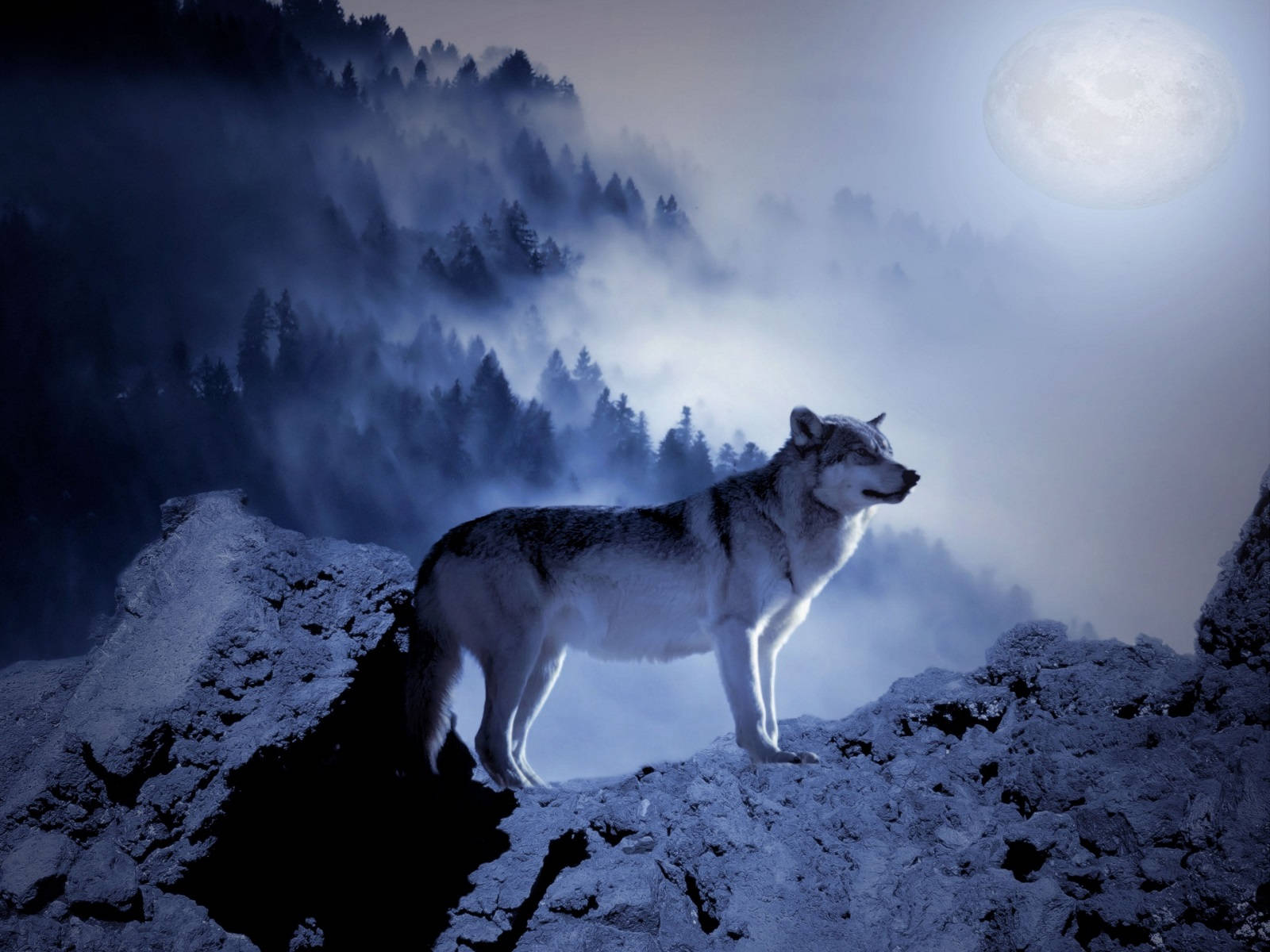 Wolf In The Moonlight, full moon, snowy cliff, HD Desktop Wallpaper