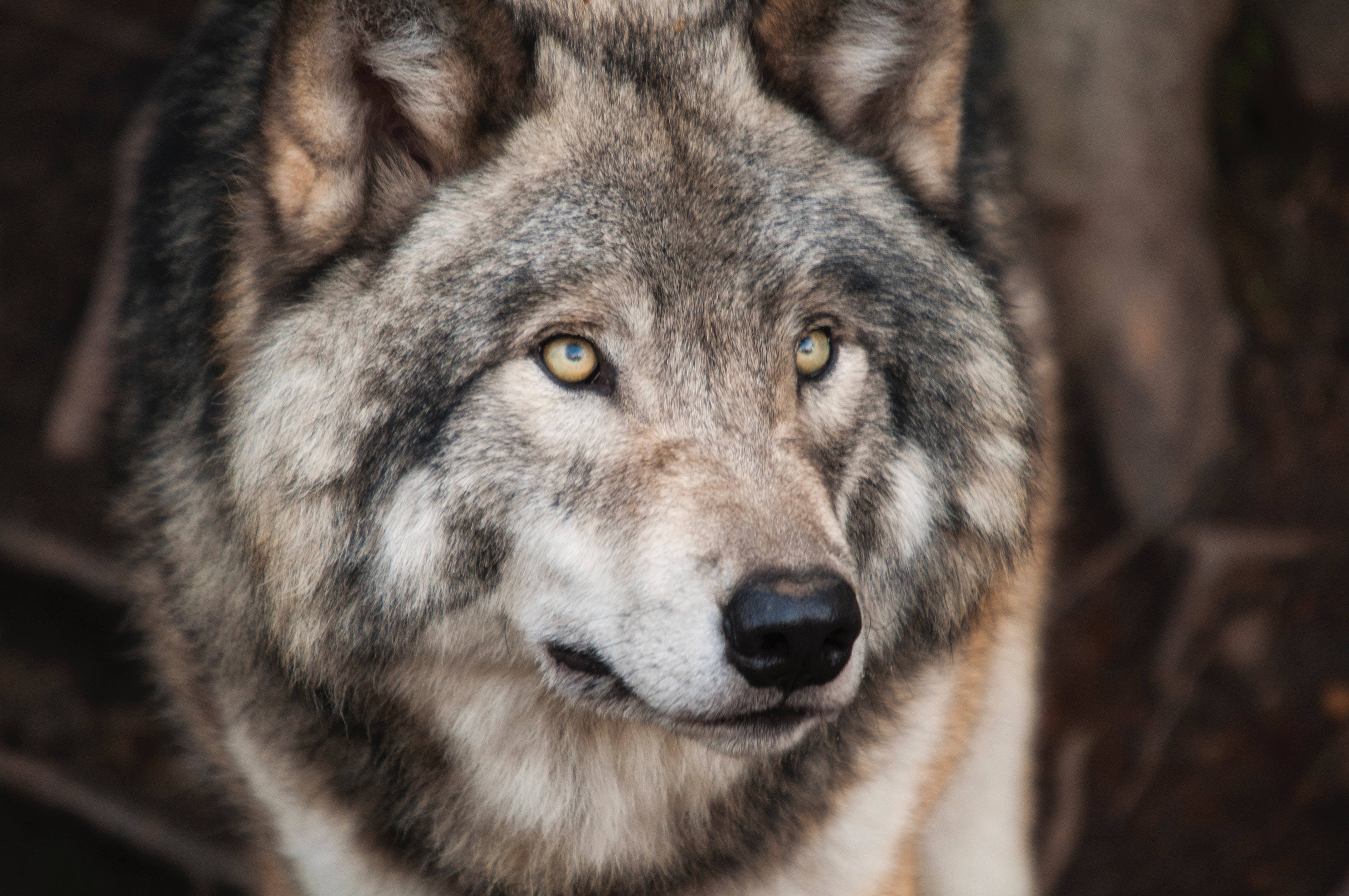 gray wolf, piercing yellow eyes, blurred forest backdrop, 4K Desktop Wallpaper