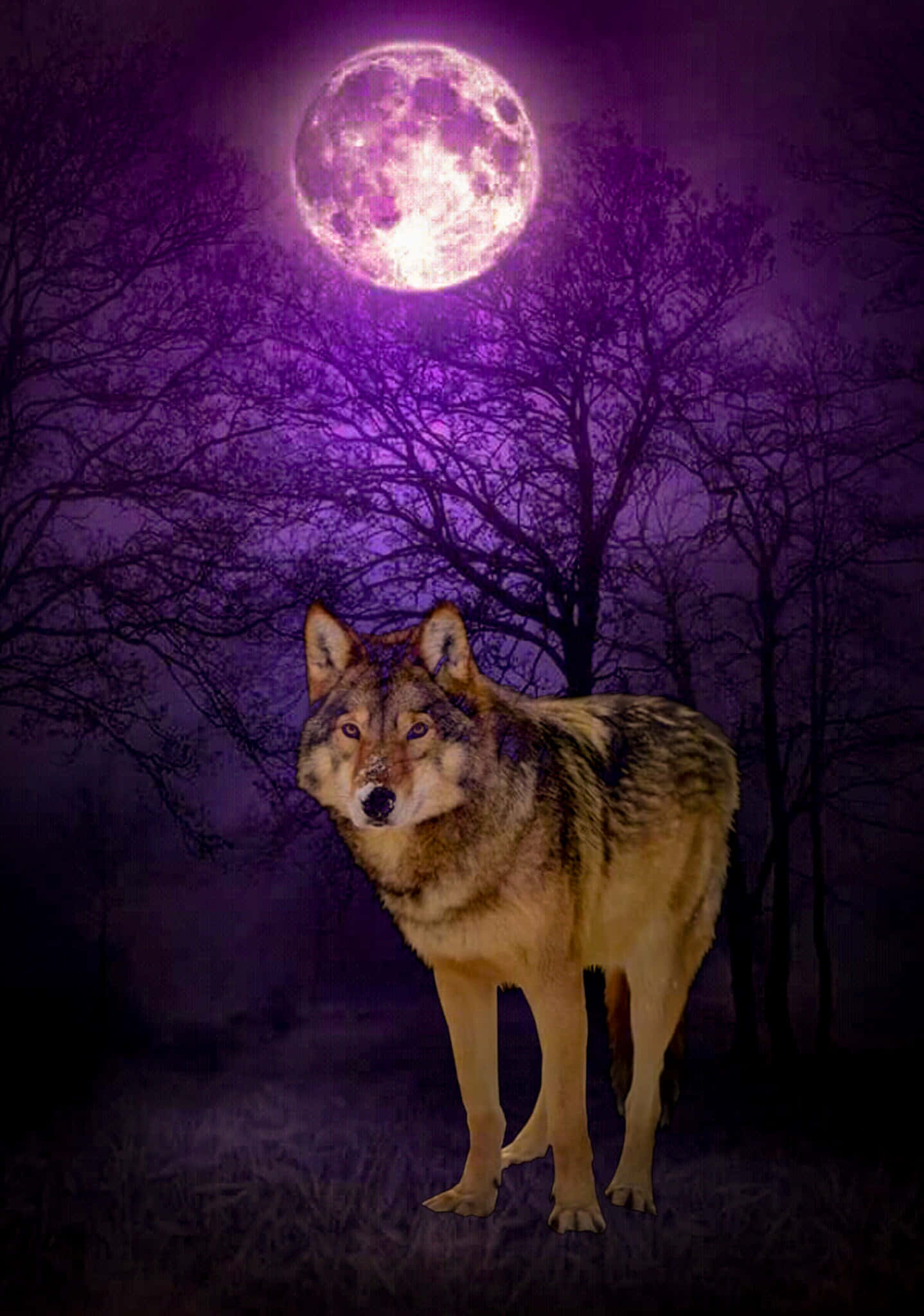 Wolf In Moonlight, purple full moon, misty night forest, Full HD Phone Wallpaper