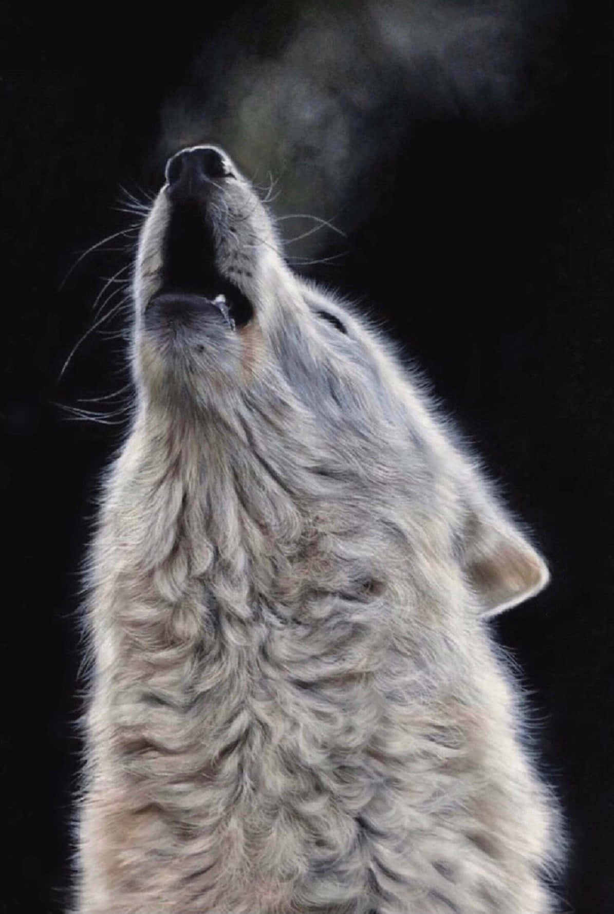 Wolf In Moonlight, gray wolf, howling, HD Phone Wallpaper