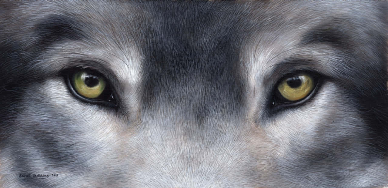wolf, yellow eyes, gray fur, HD Desktop Wallpaper