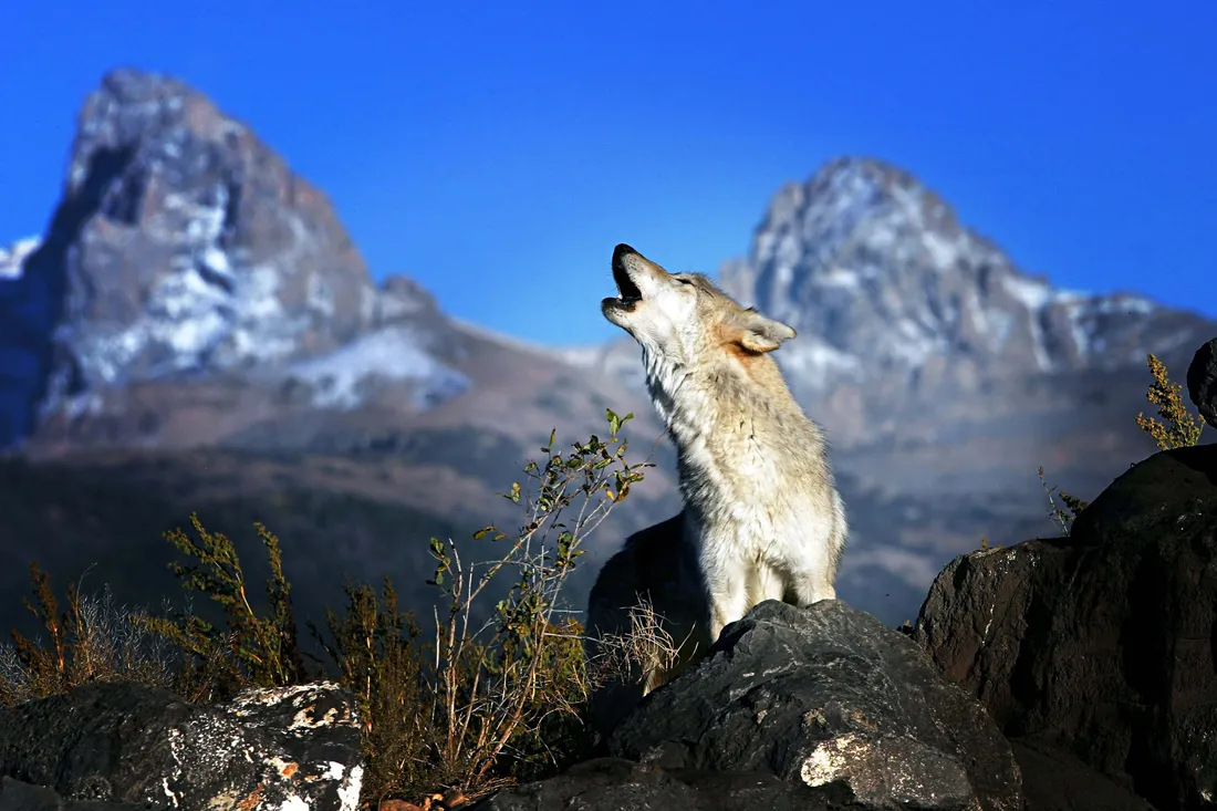 Wolf In Mountains