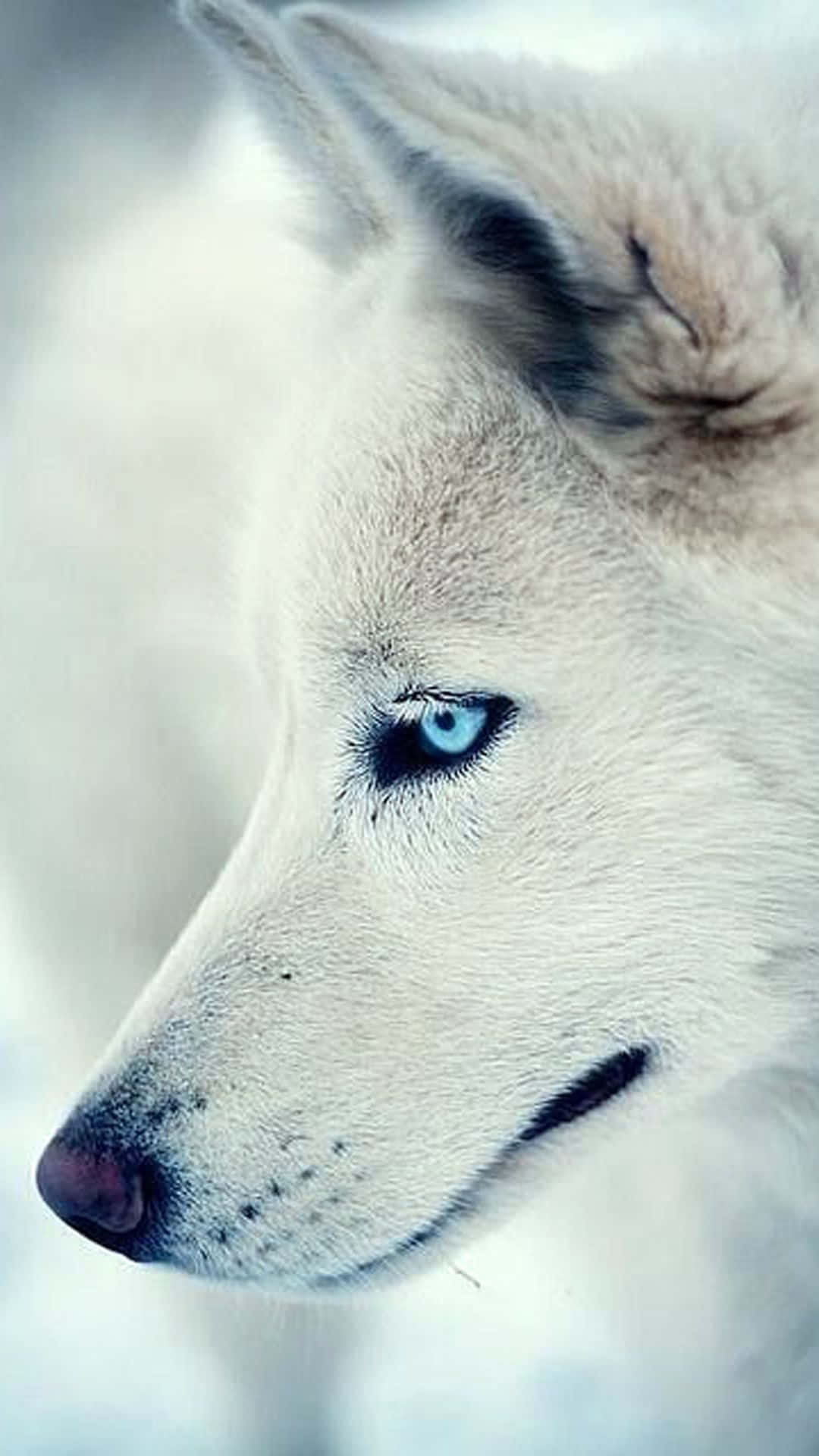 wolf, white husky, piercing blue eyes, Full HD Phone Wallpaper