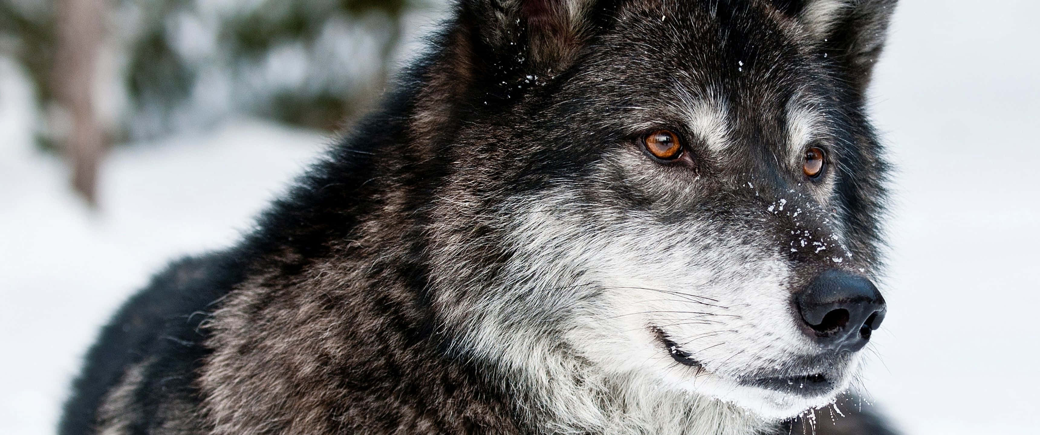 gray wolf, amber eyes, snowflakes on its muzzle, 2K Desktop Wallpaper