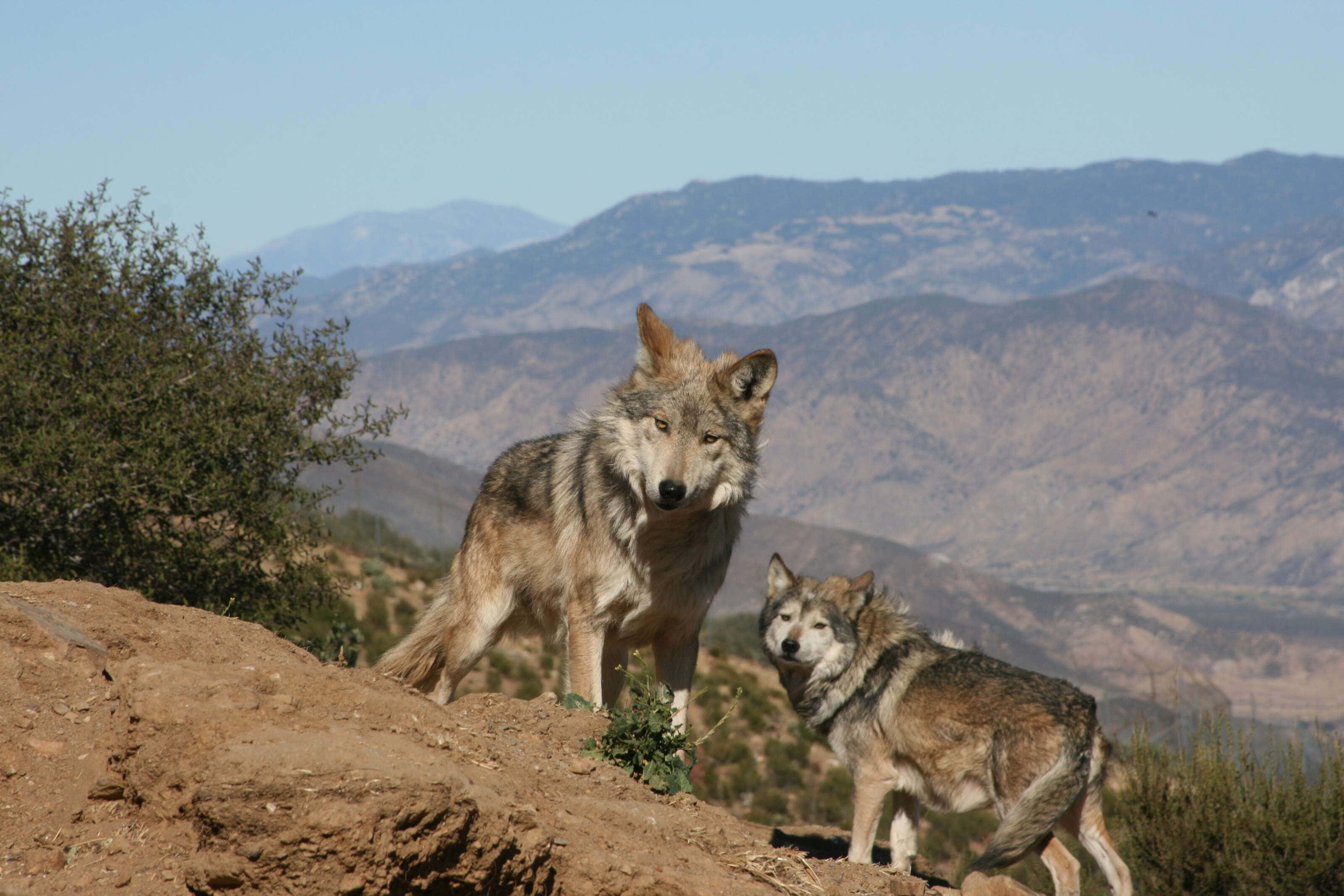 wolf, mountains, sunlit hillside, 2K Desktop Wallpaper