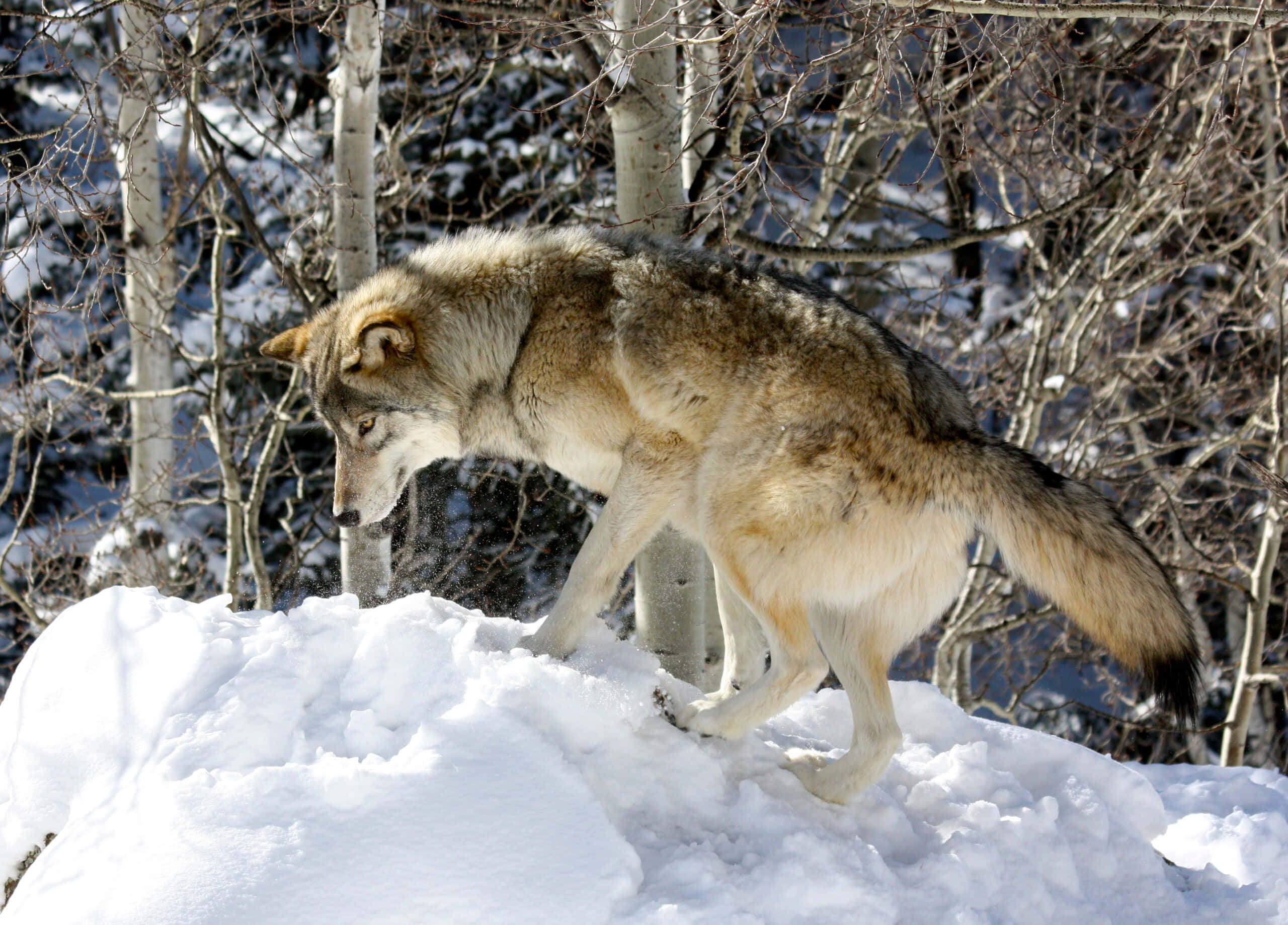 wolf, mountains, winter forest, 2K Desktop Wallpaper