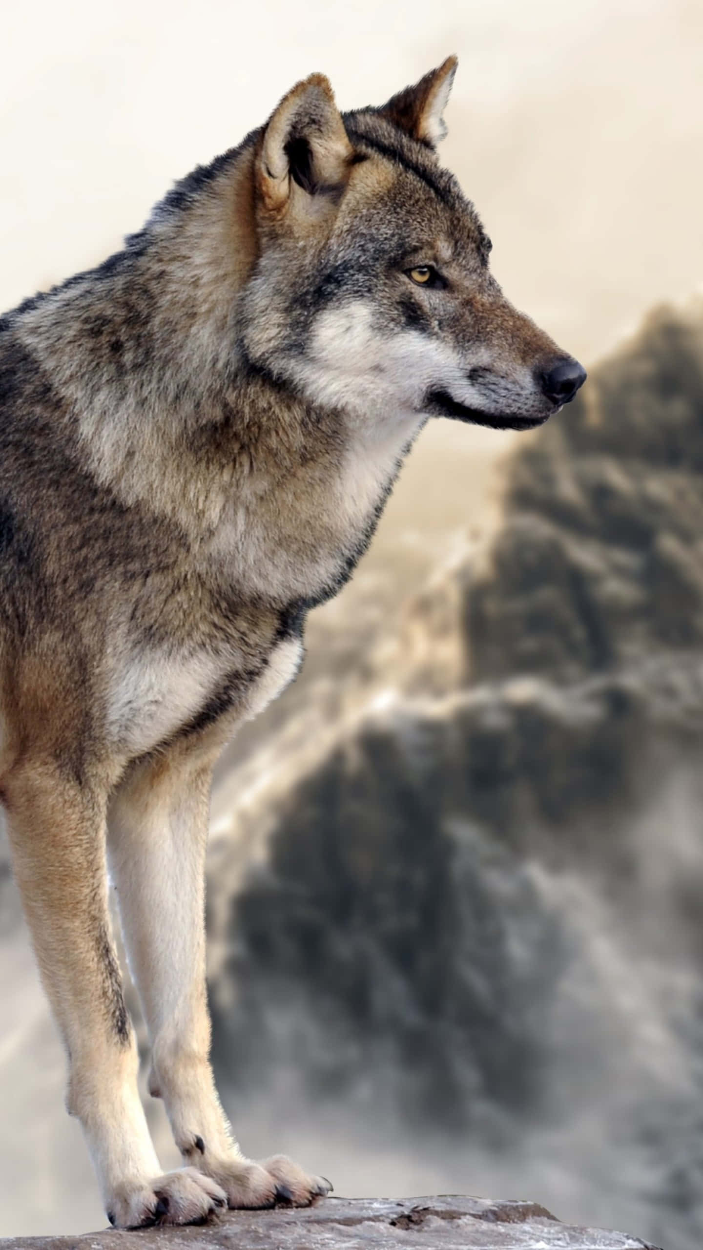 wolf, snowy mountain landscape, misty waterfall, 2K Phone Wallpaper