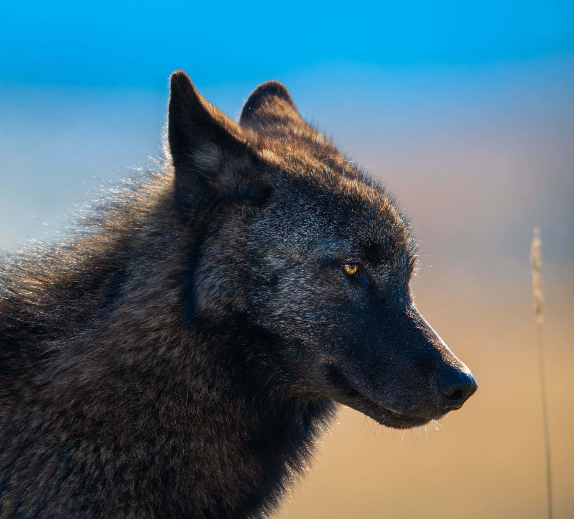 gray wolf, snowy wilderness, blue and golden background, Full HD Desktop Wallpaper