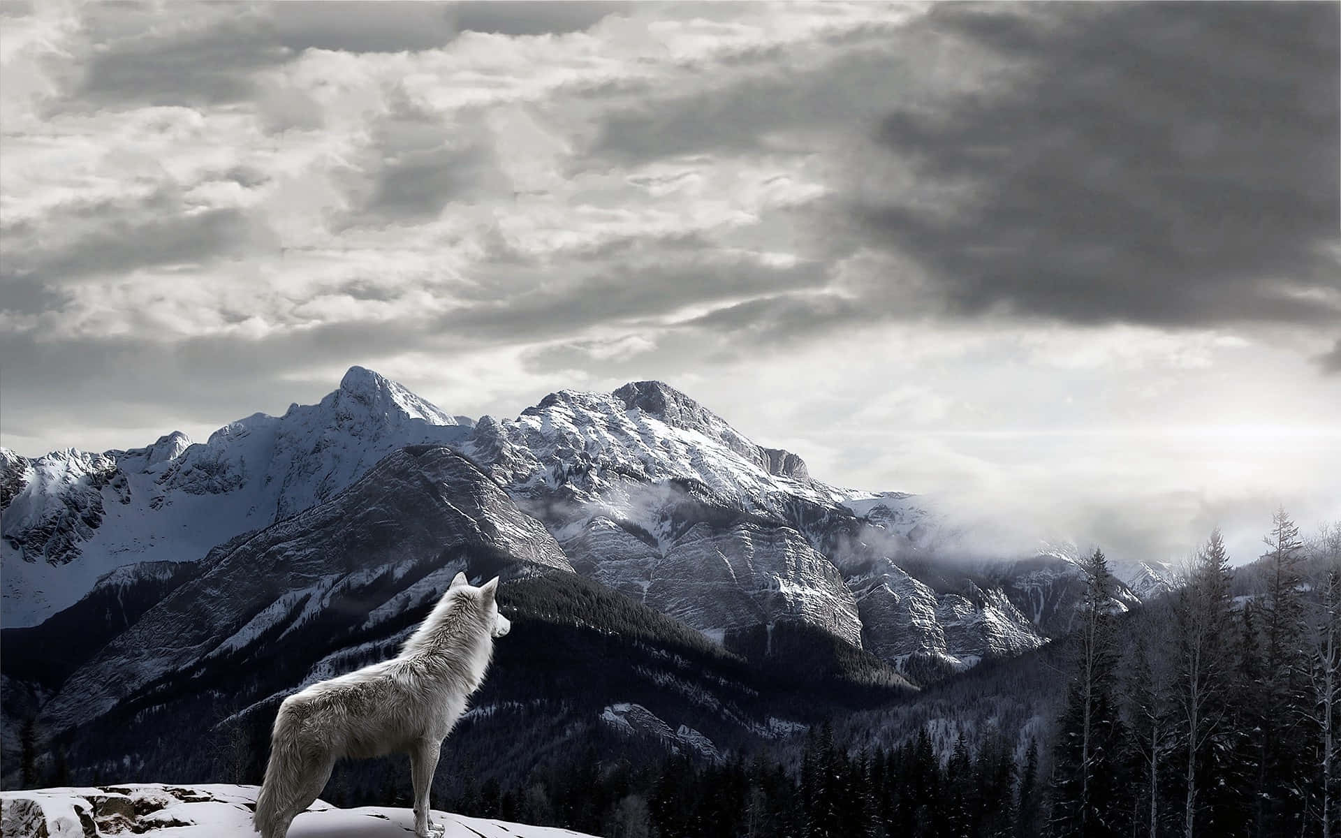 wolf in mountains, white wolf, snowy cliff, Full HD Desktop Wallpaper