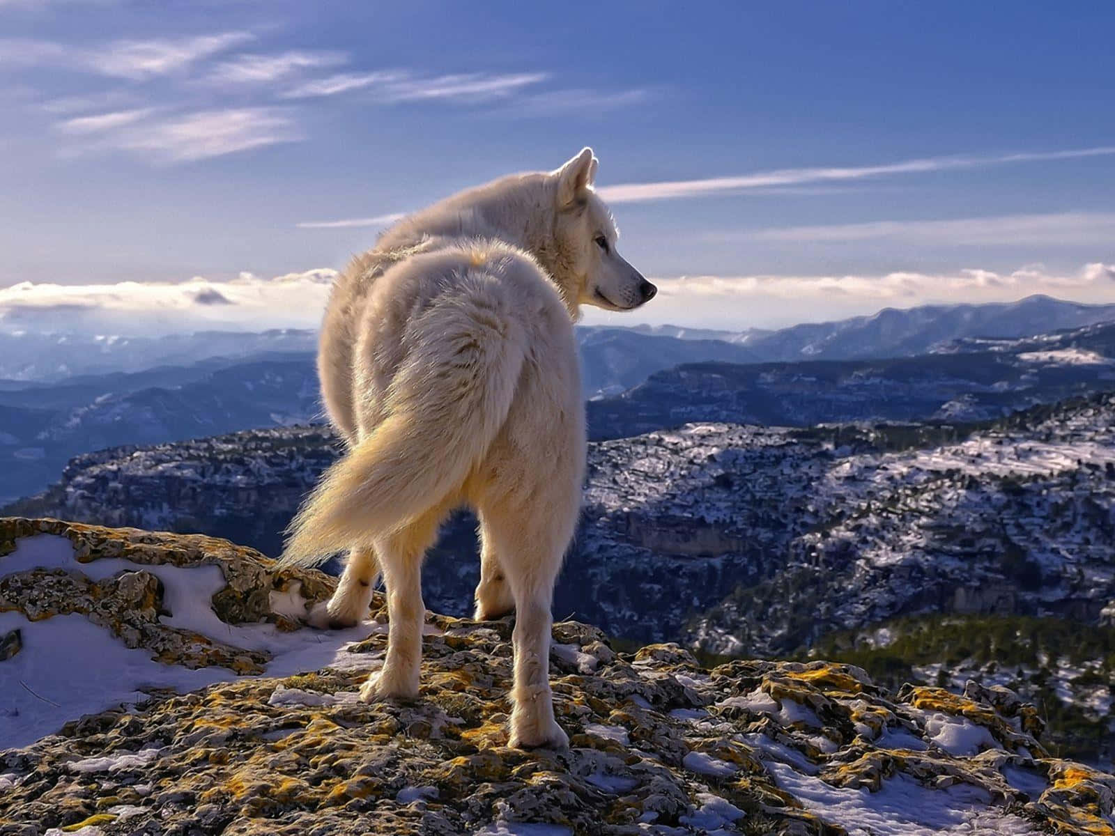 wolf, mountain peak, snowy cliff, HD Desktop Wallpaper