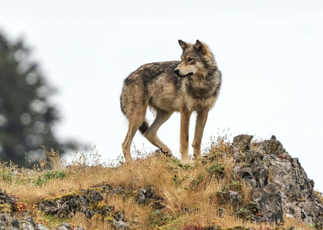 wolf, snowy mountains, rocky hillside, HD Desktop Wallpaper