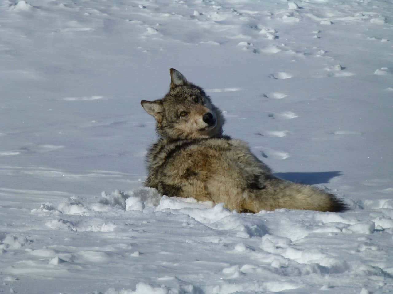 wolf, snowy mountains, bright sunlight, HD Desktop Wallpaper