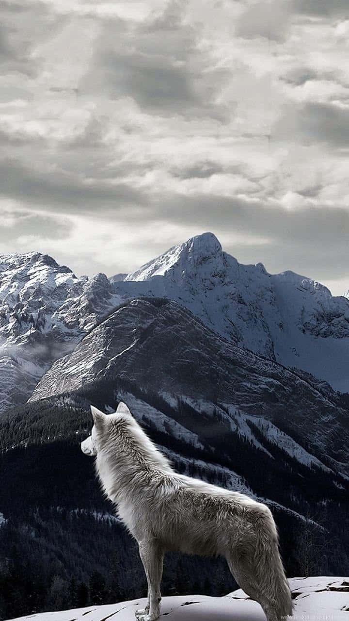 wolf in mountains, white wolf, snowy mountain ridge, HD Phone Wallpaper