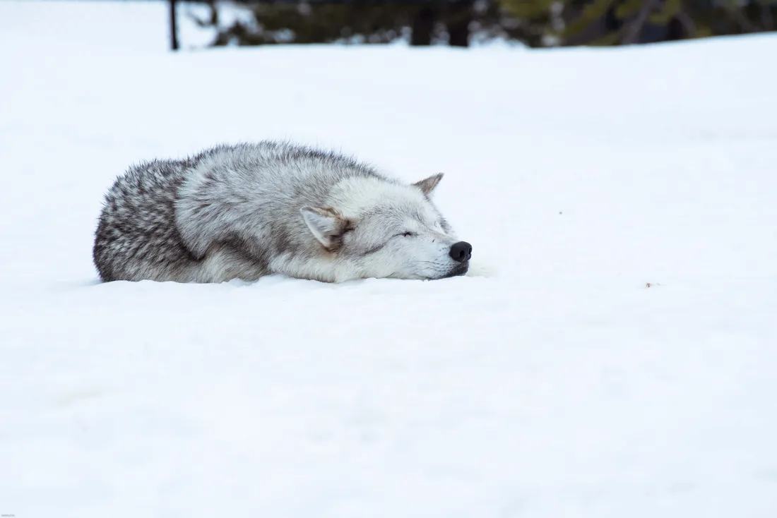Wolf In Snow