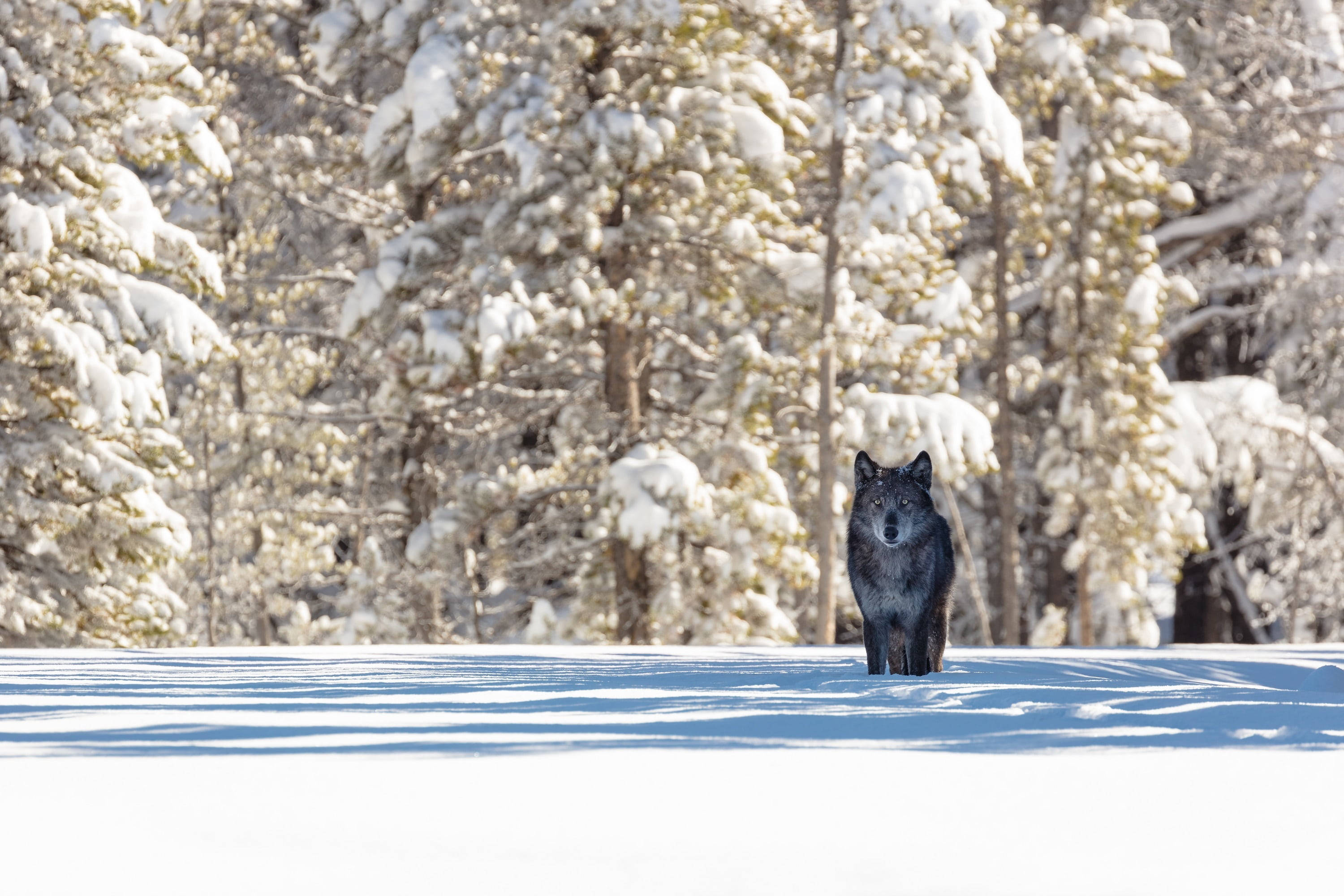 black wolf, snow, evergreen trees, 2K Desktop Wallpaper
