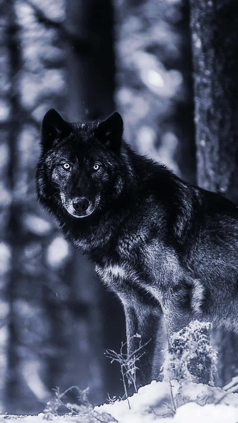black wolf, snowy forest, piercing eyes, HD Phone Wallpaper