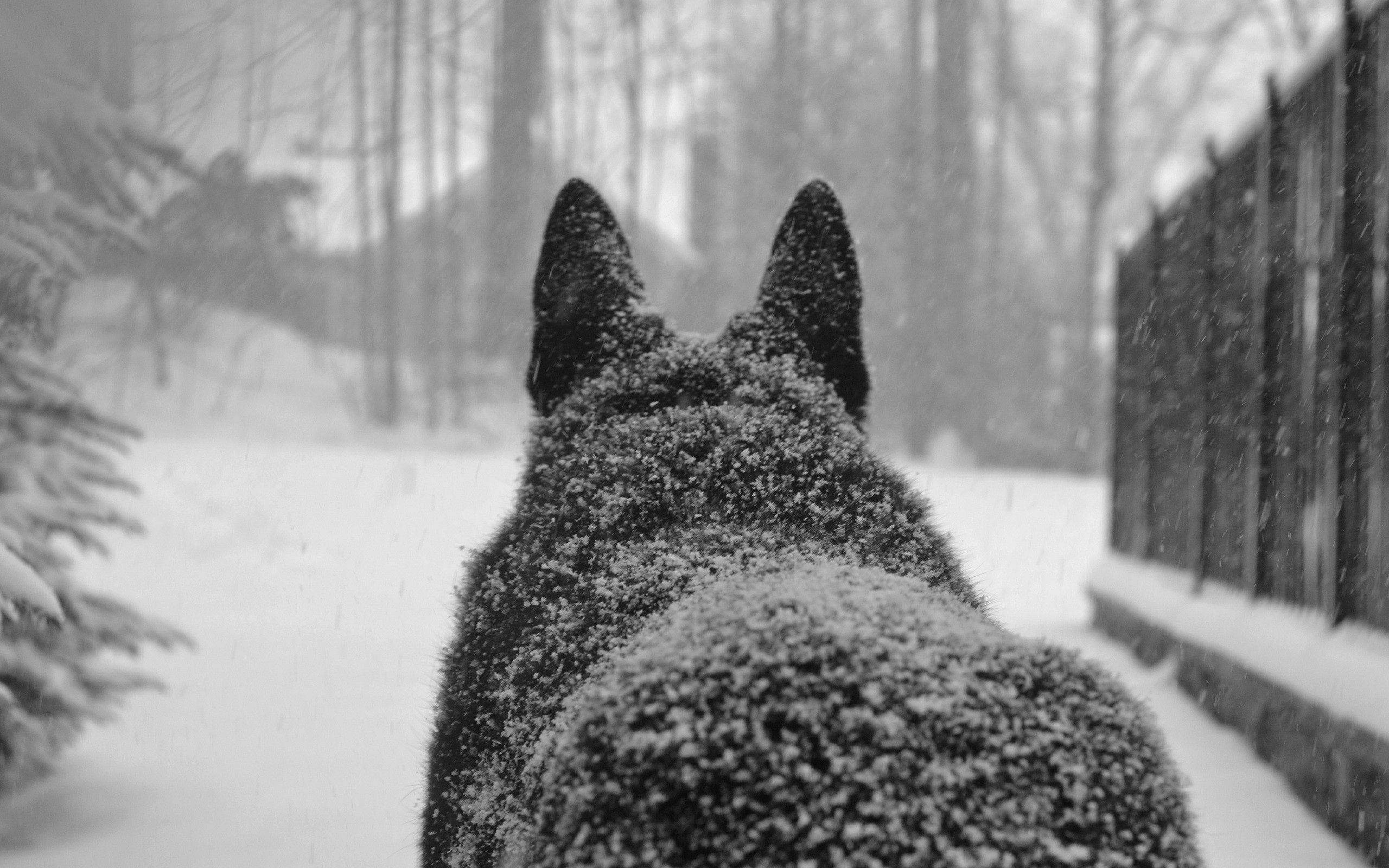 Wolf In Snow, snowy back, winter forest path, 2K Desktop Wallpaper